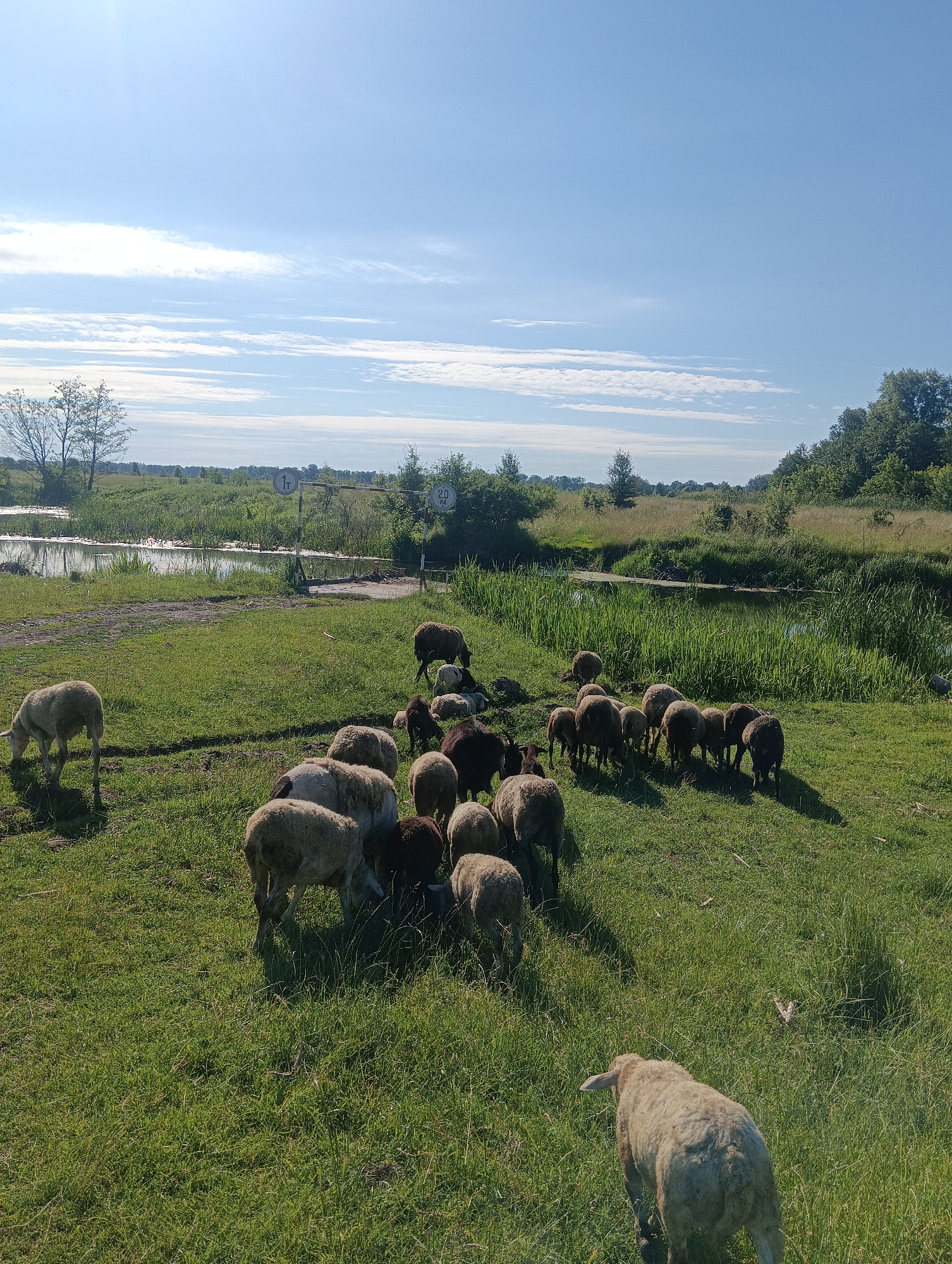 A flock of sheep grazes on a grassy field beside a body of water under a clear blue sky with scattered clouds. The sheep are of various colors, including white, black, and brown, and some are eating grass, while others are standing or walking. In the background, there is a line of trees and vegetation, with a bridge or crossing structure visible over the water. Two circular signs are attached to a pole near the water. The overall scene depicts a peaceful rural landscape on a sunny day.