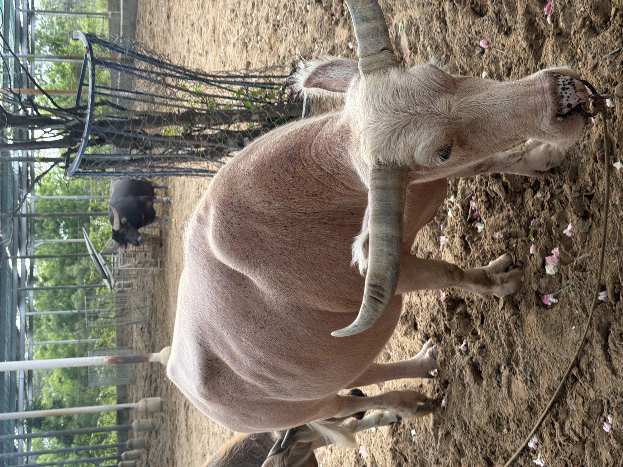 The image captures a large, light-colored water buffalo standing on dry, sandy ground within an outdoor enclosure. The buffalo, which appears to be a rare albino or leucistic variant, has a pale, almost pinkish-white hide with sparse, coarse fur and some darker speckles on its body. Its head is turned slightly to the right, revealing prominent, thick, greyish-white horns that curve upwards. A dark metal nose ring, to which a rope is attached, pierces its muzzle, and the skin around its snout shows dark spotting. Small pink and white flower petals are scattered across the dusty ground.
In the background, partially obscured by a sturdy blue metal fence made of bars and wire mesh, another dark-colored water buffalo is visible. Beyond the enclosure, lush green trees and foliage are discernible, indicating a natural or semi-natural environment. Some white poles or pipes are also present in the background, suggesting additional structures within the facility.
The scene takes place during bright daylight, casting no strong shadows and suggesting clear weather. The ground is dry and well-trodden. The image depicts a tranquil moment, with the buffaloes seemingly at rest. This setting is consistent with a farm, animal sanctuary, or zoo, aligning with the provided location context of Phước Hải, Vietnam. There is no visible text within the image.
