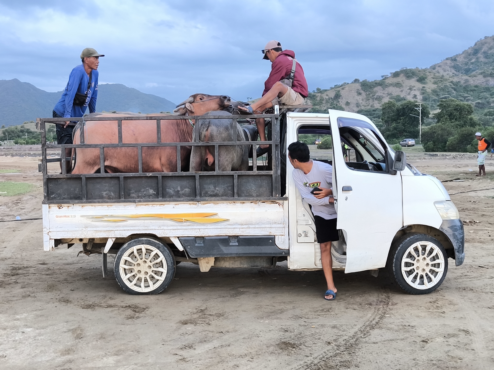 The image shows a white Gran Max 1.5 pickup truck in Upt Tambak Sari, Indonesia. Three men are visible; one stands in the truck bed with his hands resting on the side, another sits on top of the truck bed, and the third stands in the open driver's side door, looking back. The truck bed contains several brown water buffalo. The background includes dry, dusty terrain and hills with some sparse vegetation. Other people are visible in the background.
