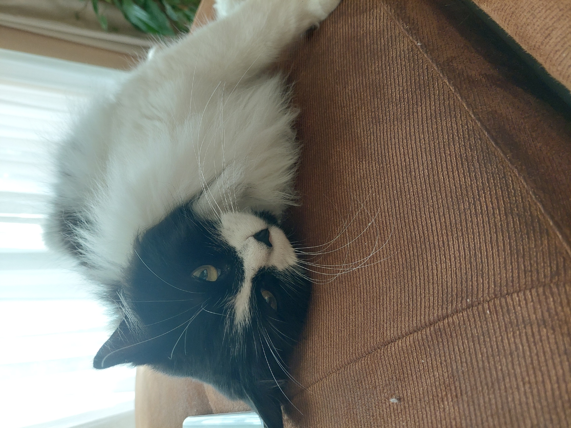 A black and white cat is upside down on a brown corduroy surface. The cat's head is facing downward, and its body is oriented upwards. The background includes a window with blinds and some green foliage. There is no visible indication of the location being Plovdiv, Bulgaria.