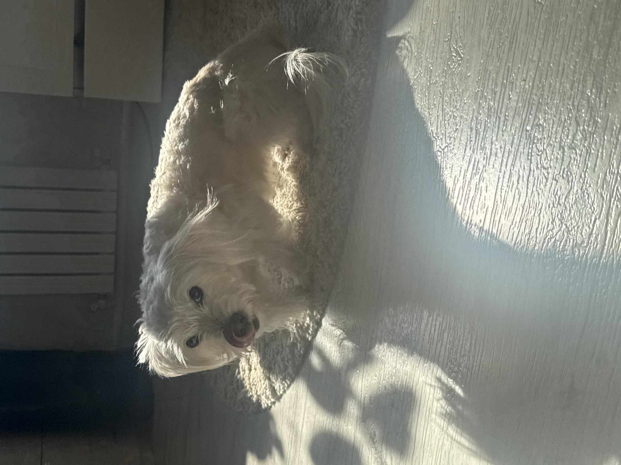 A small, white, fluffy dog, resembling a Maltese or similar breed, is the central subject of this indoor photograph taken in Noviy, Russia. The dog is positioned upright on a light-colored, shaggy rug and is looking directly at the camera with its tongue slightly out, conveying a sense of curiosity or anticipation.
The scene is brightly lit by what appears to be direct sunlight streaming in from an unseen window, creating a high-contrast environment. The strong light illuminates the dog's fur, making it appear very bright and textured. Long, distinct shadows are cast by the dog and other unseen objects onto the light-colored floor to the dog's right. This floor exhibits a textured, linear pattern, possibly indicating wood or laminate flooring.
In the background to the left, dimly lit and somewhat out of focus, are elements of interior furniture. These include what looks like a light-colored cabinet or chest of drawers, and below it, horizontal slats which could be part of a radiator cover or shelving. The sharp shadows and bright illumination strongly suggest it is daytime, likely morning or late afternoon, when the sun is lower in the sky. There is no visible text in the image.