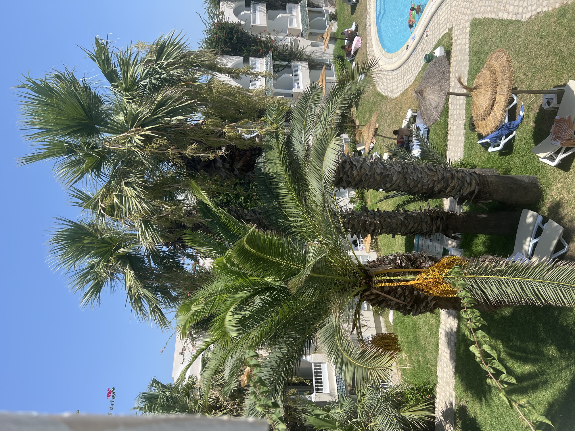 The image captures a sunny outdoor scene, likely a resort courtyard in Hiboun, Tunisia, with a swimming pool and palm trees. A bright blue, kidney-shaped swimming pool is partially visible on the right, with two individuals swimming. Around the pool, there is a stone pathway and a grassy area dotted with lounge chairs and straw umbrellas. Several palm trees, some with hanging clusters of yellow fruit, are prominent in the foreground and middle ground, casting shadows on the lawn. In the background, a multi-story white building with balconies and white railings suggests accommodation. A few people are seen relaxing on lounge chairs in the shade of umbrellas. The sky is clear and blue.