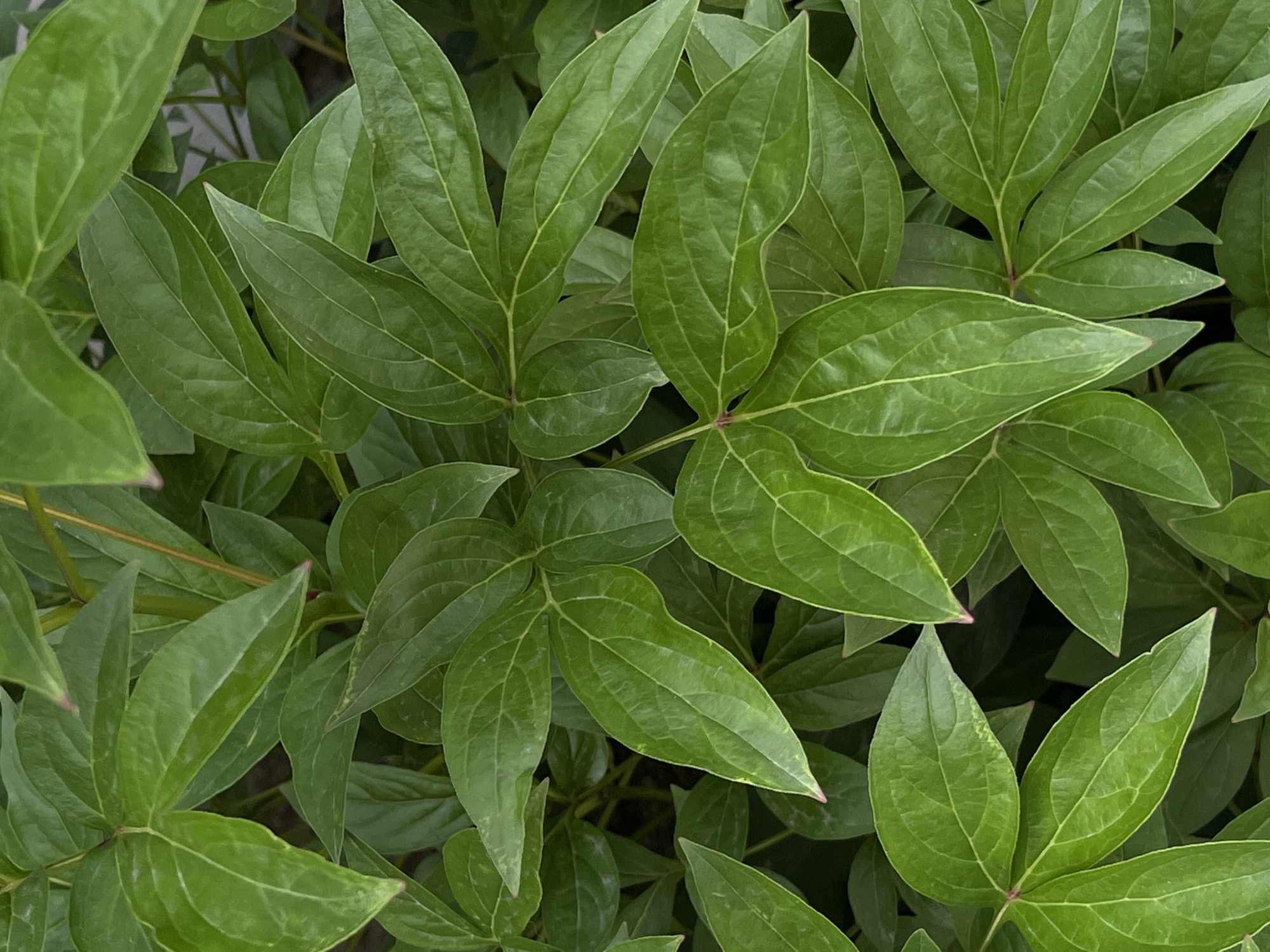 This is a close-up, overhead shot of lush, green peony leaves, filling the frame. The leaves are a vibrant, healthy green with visible veins and slightly pointed tips. Some of the leaf edges show a faint reddish hue. The lighting suggests it is daytime, with soft illumination casting subtle shadows. The background is a dark, indistinct blur of more foliage and possibly soil. There are no people, animals, or man-made objects visible. The image was captured outdoors, in a garden or natural setting. Without specific landmarks or identifiable features, the location within Lviv, Ukraine, cannot be determined from the image alone.