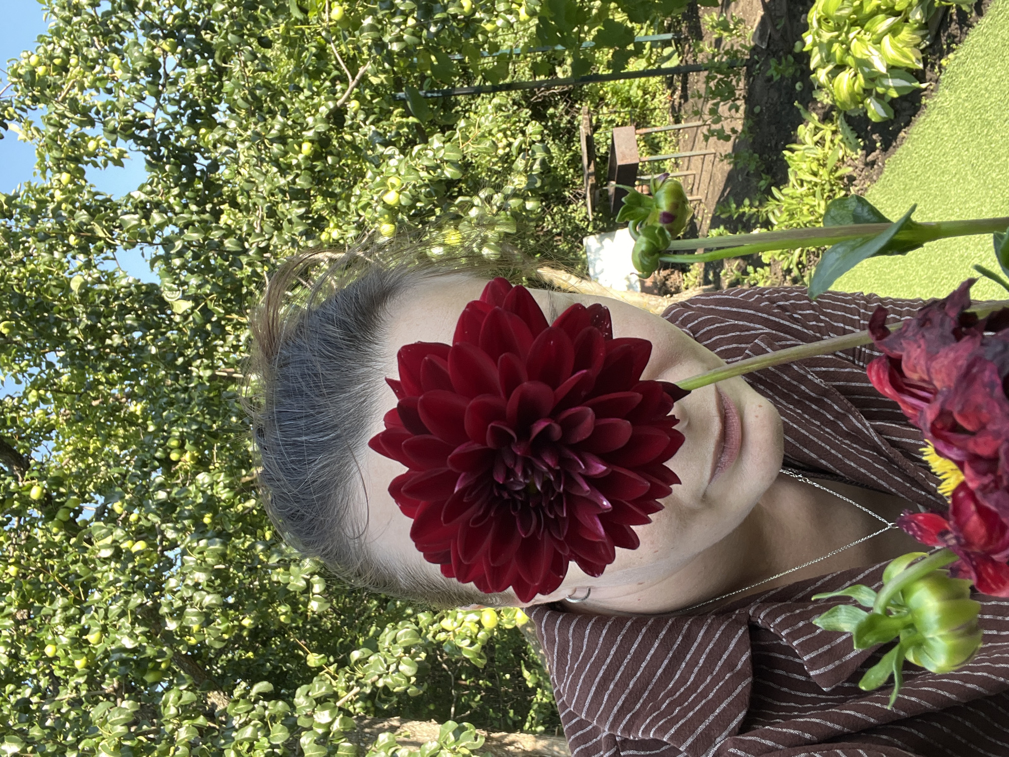 The image depicts a person in an outdoor setting, possibly a garden, with a large, dark red dahlia flower partially obscuring their face. The person is wearing a brown striped shirt and a silver necklace. In the background, there is a lush green tree with many small green fruits, possibly apples or pears, and further back, a grill and garden beds. The scene suggests a summer day in a rural or suburban area. The provided location, Lopatino, Russia, provides context for a potential setting, but it cannot be confirmed from the image alone.