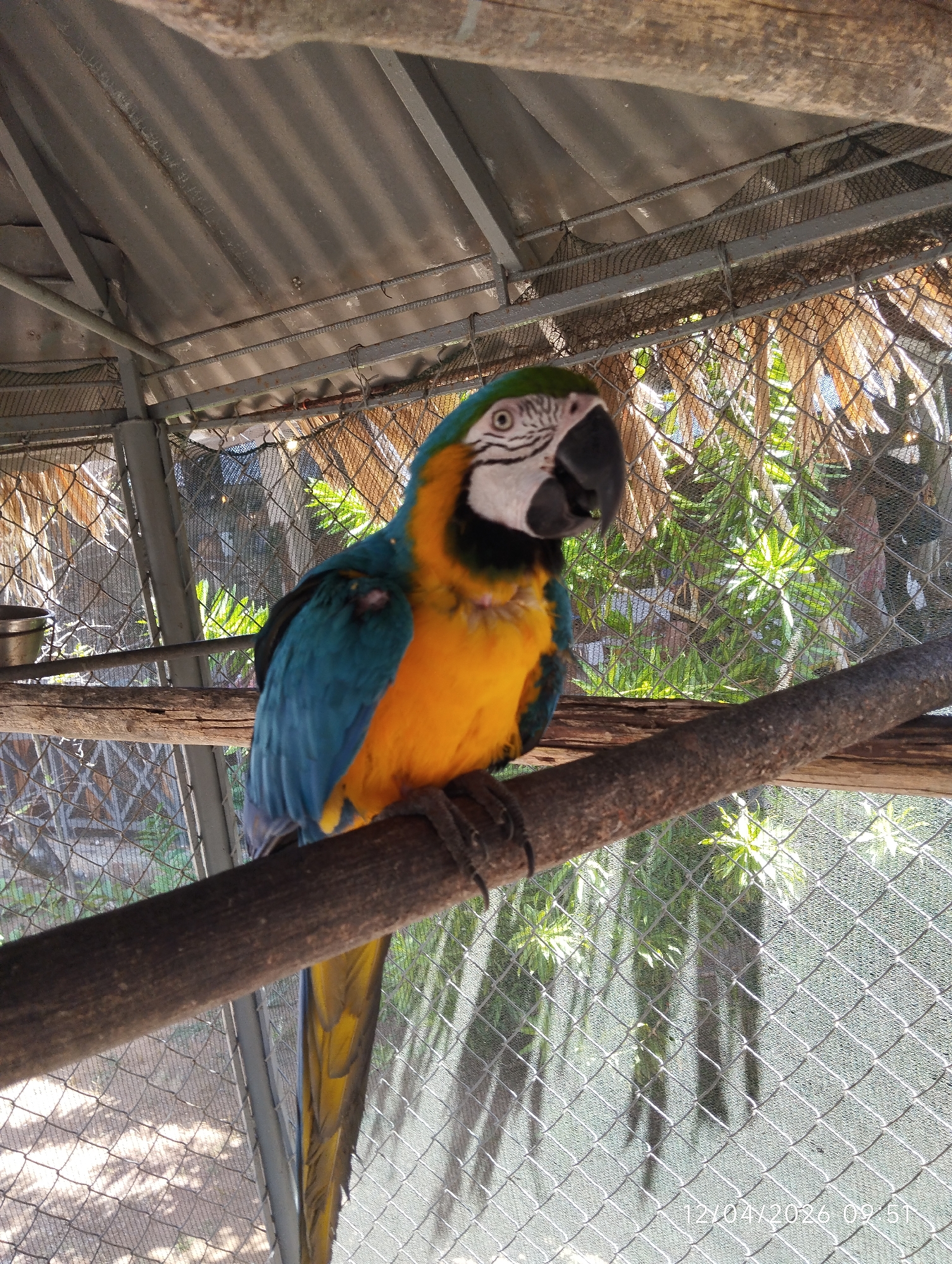 The image shows a macaw perched on a branch inside an enclosure with a metal frame and wire mesh. The macaw has blue wings, a yellow body, a white face with black markings around the eyes, a black beak, and a green crown. The background shows vegetation and a corrugated metal roof. The location is suggested to be in Porlamar, Venezuela, based on image metadata. A date and time stamp of "12/04/2026 09:51" appears in the lower right corner.