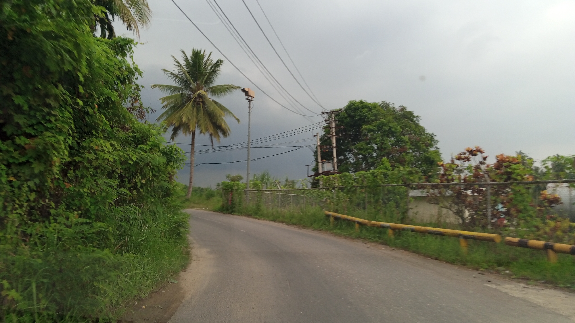 The image depicts a roadside scene in Blang Mee, Indonesia, under an overcast sky. A paved road curves to the left, bordered by lush green vegetation on the left and a metal fence with yellow and black striped guardrails on the right. A solitary coconut palm tree stands prominently in the middle ground to the left, its fronds splayed against the sky. Power lines crisscross the upper portion of the image, supported by utility poles. A street lamp is visible on a pole near the coconut tree. Beyond the fence, various trees and shrubs contribute to the dense foliage, with some exhibiting reddish-brown leaves. The overall environment suggests a rural or semi-urban setting characterized by abundant plant life and infrastructure for electricity transmission.