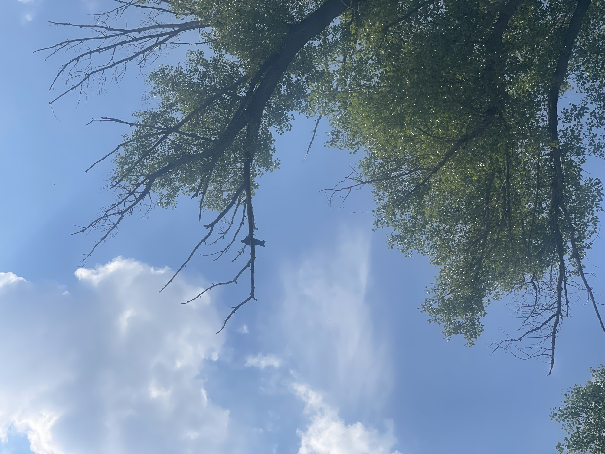 An upward-facing shot captures a clear blue sky dotted with scattered white clouds. Large green trees with branches extend into the frame from the right and bottom, their leaves creating a dappled effect. Bare, dark branches of a dead tree interweave with the living foliage, one of which hosts a small, dark bird. Sunlight streams through the clouds, creating bright highlights. The scene is devoid of human presence and appears to be an outdoor natural setting, possibly in the vicinity of Nezhinka, Russia, given the context provided.