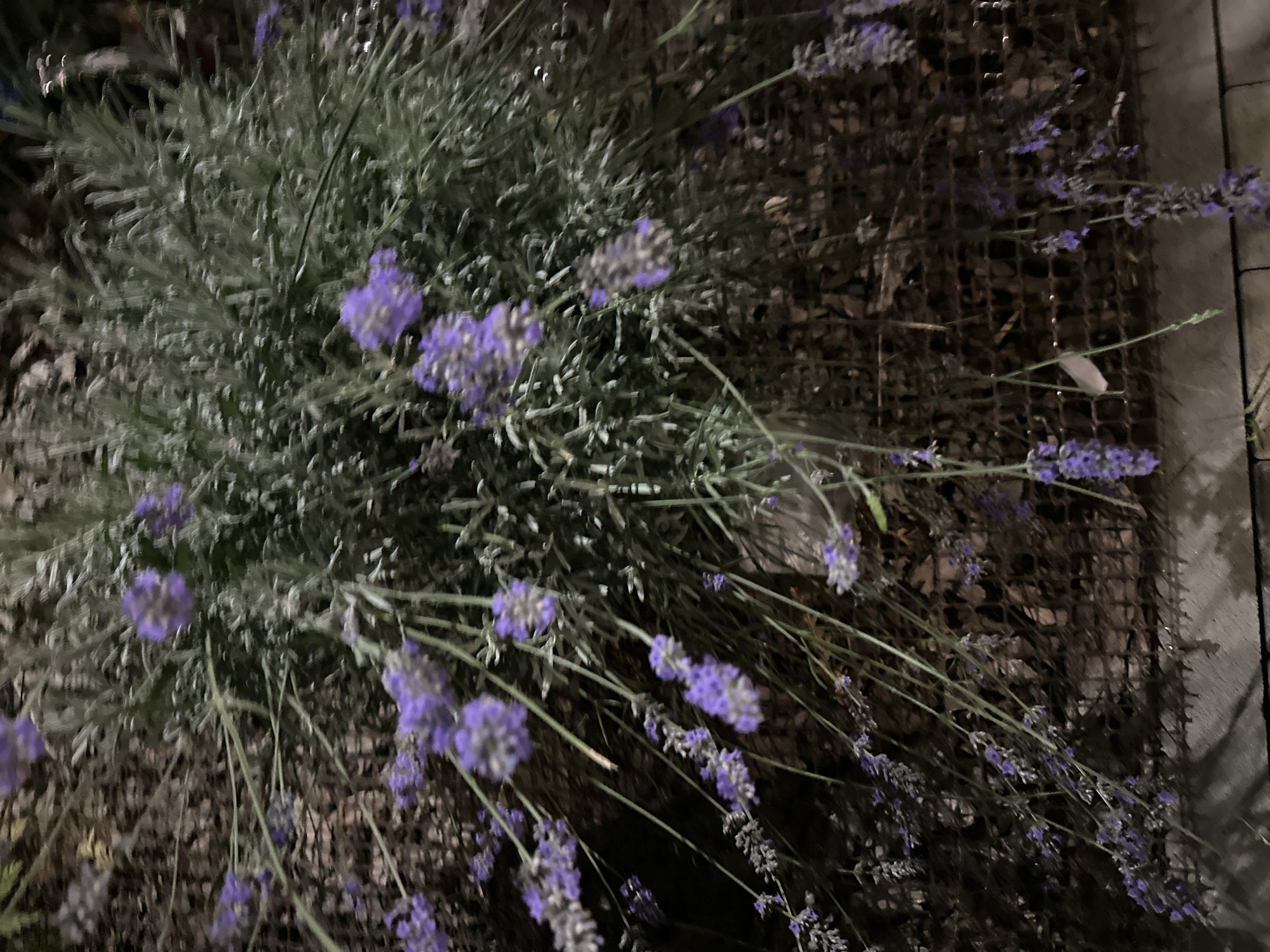 The image shows a close-up view of lavender plants at night. The lavender flowers are a vibrant purple and are arranged in clusters along the stems. The leaves are a silvery-green and have a fuzzy texture. The plants are growing in a pot or planter, and the background is dark and blurry, suggesting low light conditions. The scene appears to be an outdoor setting, possibly a garden or a balcony. The image does not contain any people or specific identifiable landmarks that would allow for pinpointing a location within Nevinnomyssk, Russia.