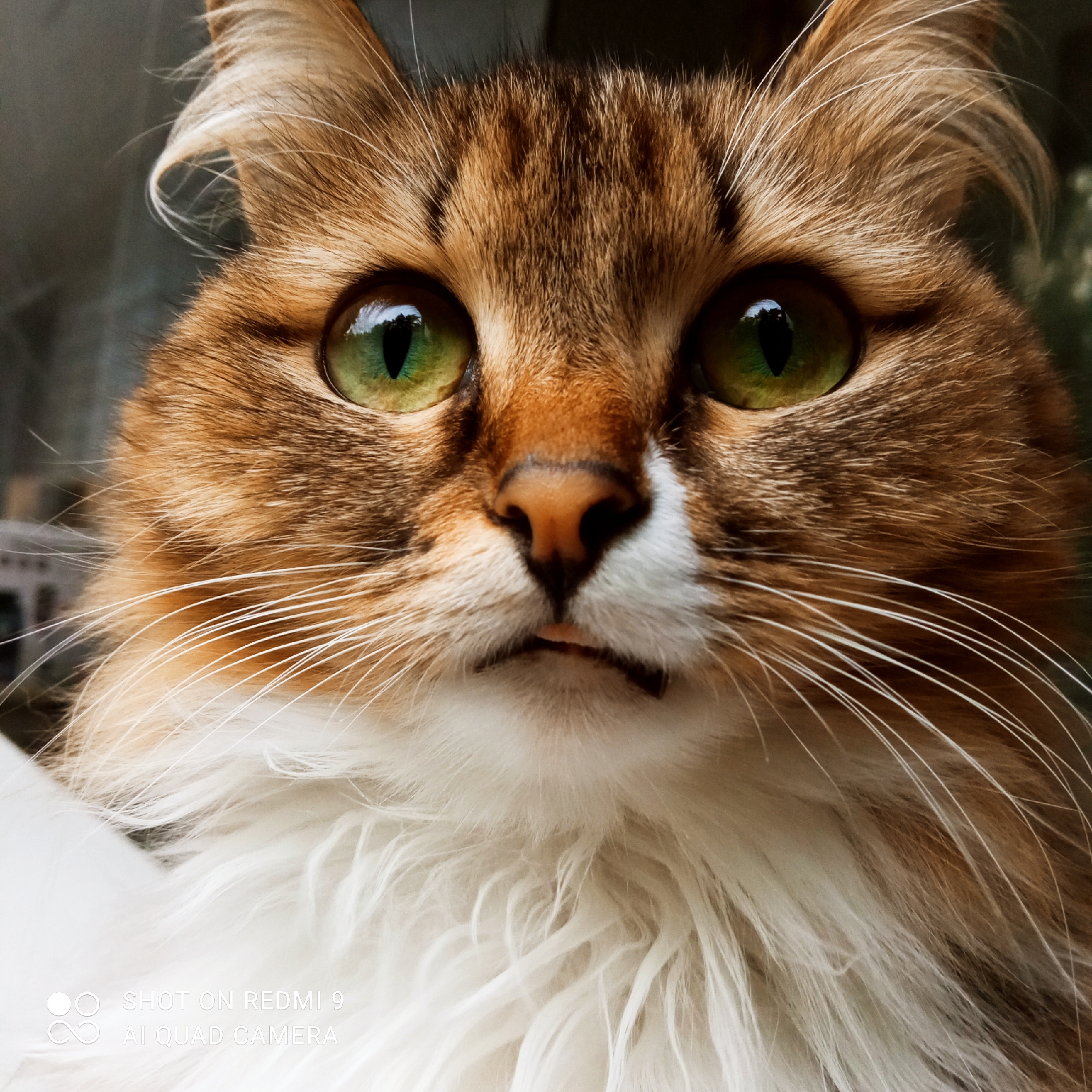 A close-up, head-on photograph features a long-haired cat with prominent green eyes and a brown, auburn, and white fur pattern. The cat's face occupies the majority of the frame, centered, with its gaze directed forward. Its fur is multi-toned: tabby-like brown and auburn on the head and ears, transitioning to a dense white ruff covering its chest and lower face. White whiskers emanate from both sides of the muzzle. The cat's irises are a vivid green, with elongated black pupils that reflect a light source, likely a window, visible in both eyes. The nose is a light reddish-brown. The mouth is slightly ajar, revealing a small pink tongue tip and a hint of lower teeth. The background is out of focus, appearing as indistinct dark grey and green shapes, suggesting an indoor or sheltered outdoor setting. No specific location within the city of Chaikovsky, Russia, or any other geographical indicator is discernable from the visual information provided in the image. A digital watermark "SHOT ON REDMI 9 AI QUAD CAMERA" is present in the lower-left corner of the image.