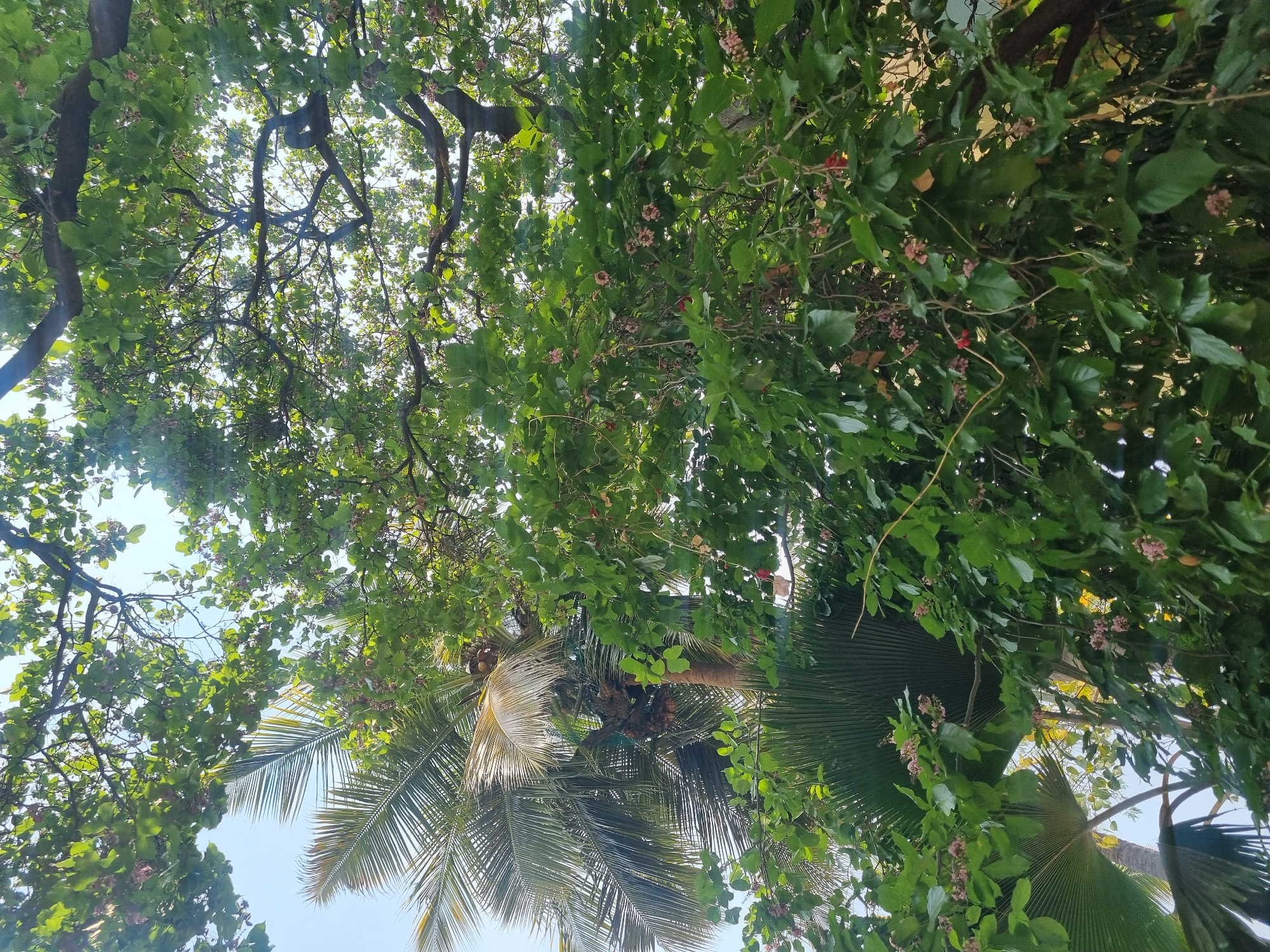 This image, captured from a low-angle perspective looking upwards, depicts a dense canopy of tropical vegetation in Puttaparthi, India, under a clear, bright blue sky. The scene is dominated by various green trees and foliage, illuminated by direct sunlight.
In the left-to-center portion, a tall palm tree, consistent with a coconut palm, is visible. Its pinnate fronds extend outwards, with several mature coconuts clustered at the crown. Portions of these fronds are brightly lit by the sun, appearing yellowish-green. Below this, a large, fan-shaped palm frond, likely from another type of palm such as a fan palm, occupies the lower left quadrant.
The majority of the image is filled with the thick foliage of broadleaf trees. These trees display numerous vibrant green leaves of various sizes. Scattered throughout this foliage are clusters of small, reddish-pink structures, appearing to be flowers or developing fruits. Some larger, reddish berries are also discernible. Branches of these trees crisscross the upper and central parts of the frame. Sunlight filters through the gaps in the canopy, creating bright highlights on some leaves and branches, while other areas remain in dappled shadow. No people, animals, or man-made structures are visible.