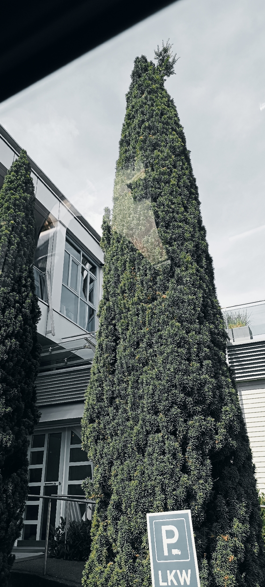 The image shows a tall, conical evergreen tree in front of a modern building in Fellbach, Germany. The building has large windows and a metallic facade. A sign with a blue "P" symbol and the word "LKW" (German for truck) is visible in the foreground, indicating a parking area for trucks. The sky is overcast. The tree appears to be a Yew tree.