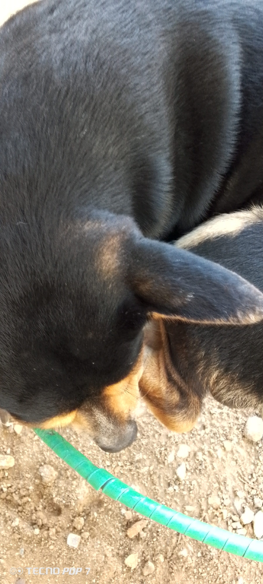 This is a close-up, vertical, overhead shot of a dog lying down. The dog's fur is predominantly black, with patches of tan or brown visible on its face and ears. Its body is curled, obscuring much of its form. A bright green, coiled tube runs across the lower part of the image, positioned in front of the dog. The ground beneath the dog appears to be dirt and small stones. The lighting suggests an outdoor setting. The image is devoid of any human presence or activity, and there are no discernible landmarks indicating a specific location within Altagracia, Venezuela.