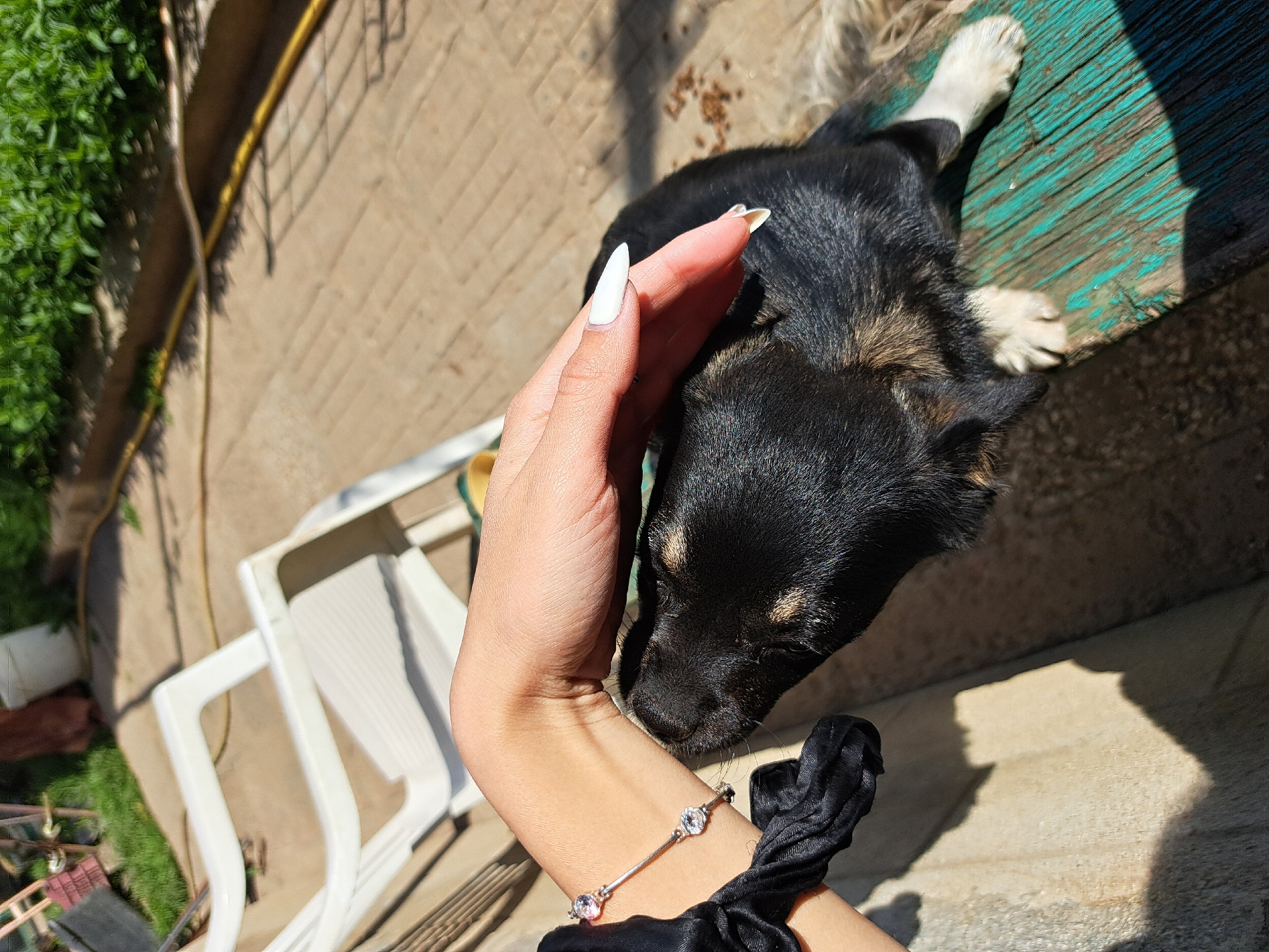 A top-down medium shot depicts a black puppy with tan markings being petted by a light-skinned hand. The hand, with long, white pointed nails, is positioned on the left, palm down, touching the puppy's head. The puppy lies facing the lower left. A silver bracelet with three clear gems adorns the wrist. Black fabric is gathered near the wrist. The puppy's back legs and white-tipped tail lie on a weathered, teal-painted surface. Behind the hand is a tan concrete surface and two white plastic chairs. Green foliage is visible on the left edge of the frame, and a yellow hose is seen running along the back left. The city and location are not determinable.