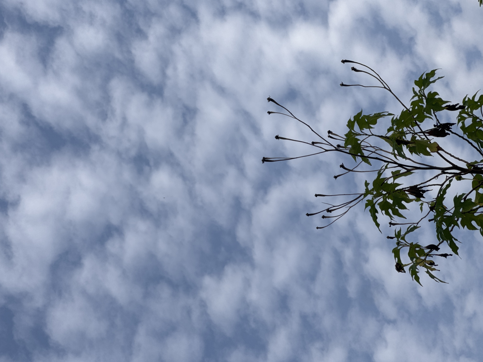 A low-angle shot frames a tree branch against a sky filled with patchy, white clouds. The branches are mostly bare, with a few green leaves and some dried seed pods visible. The sky is a mix of blue and white, with the clouds forming a dappled pattern. The overall mood of the image is serene and natural.