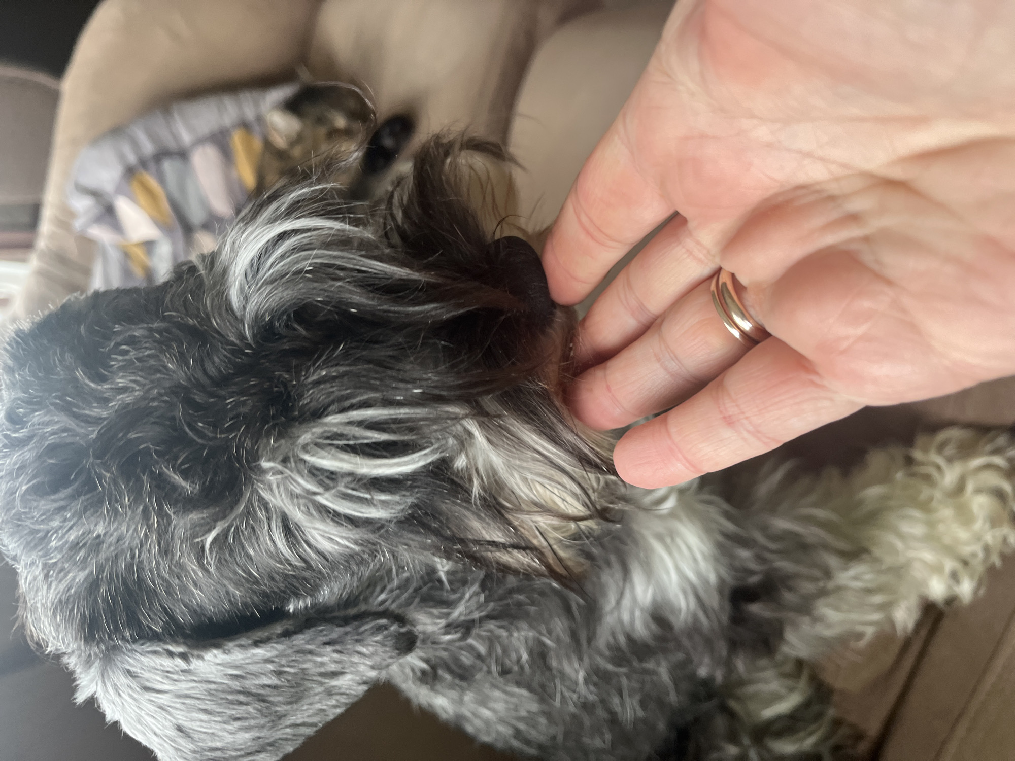 A close-up shot shows a hand gently touching the snout of a Miniature Schnauzer dog. The dog has gray and white fur, and its snout is black. A wedding band is visible on the ring finger of the hand. In the blurred background, a tan sofa and a patterned cushion can be seen. There is no indication of the image being located in Vladimirovka, Russia, or any specific city.