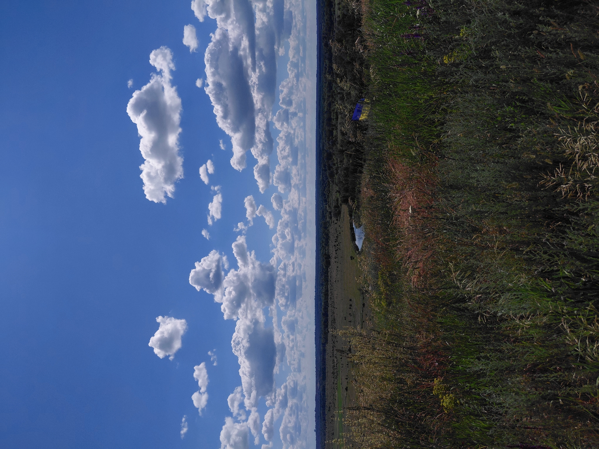 An exterior, full shot captures a vast landscape under a vibrant blue sky dotted with numerous fluffy white clouds. The foreground is dominated by tall, wild grasses in various shades of green, brown, and red, with some sparse yellow and purple wildflowers visible. Beyond the foreground, the land slopes gently downwards into a wide, flat expanse. This middle ground is a mosaic of green fields and dark, dense forests. A small, dark body of water, possibly a pond or lake, is visible to the right of the center in the middle ground. Further in the distance, a dark line of trees marks the horizon. Towards the right side of the middle ground, near the treeline, a Ukrainian flag is visible, its blue and yellow colors standing out against the green foliage. The scene conveys a sense of natural beauty and openness, with a subtle indication of human presence through the flag.