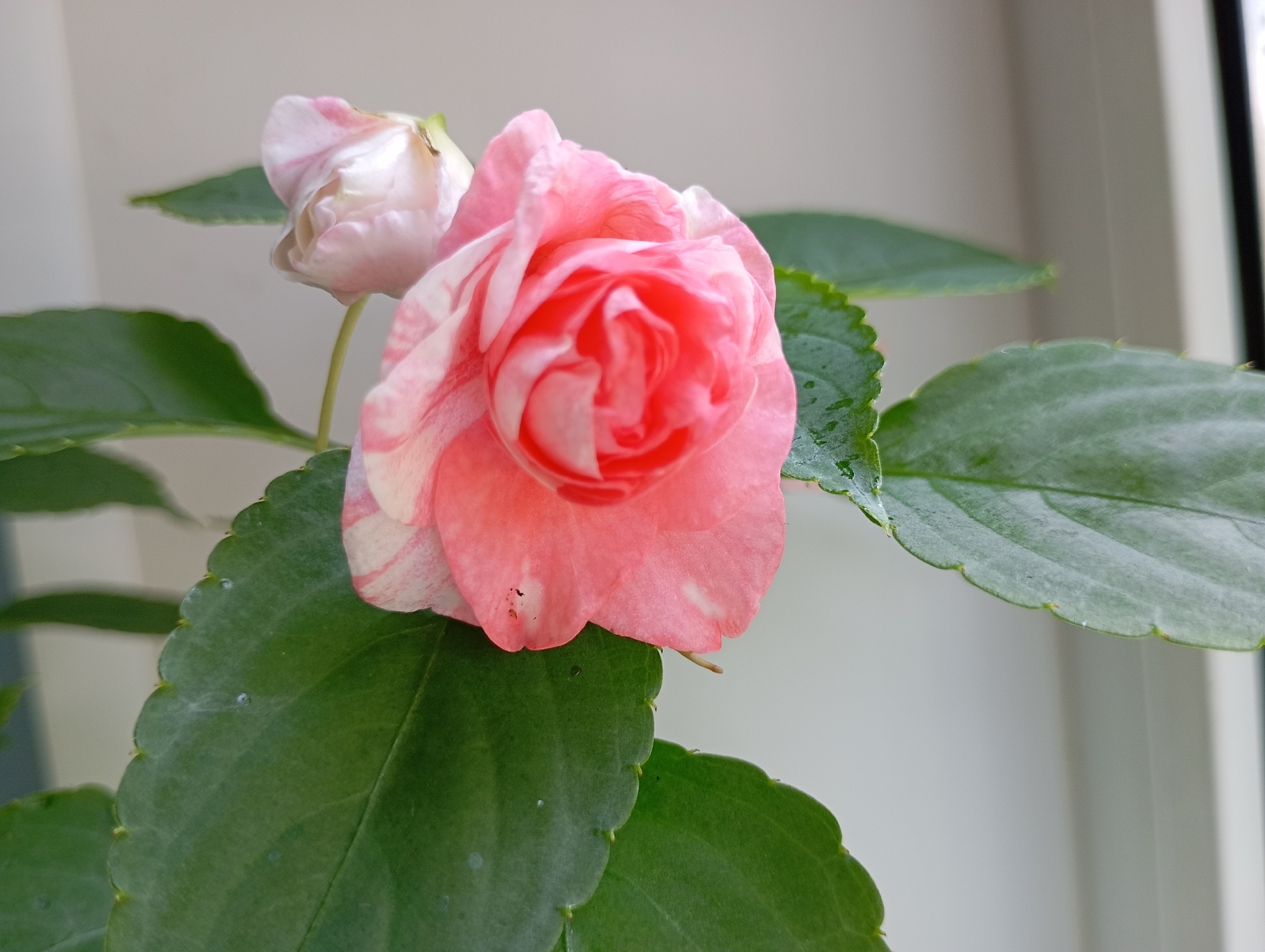 A close-up, eye-level shot captures a variegated pink and white Impatiens flower in bloom. The flower is the primary subject, positioned slightly off-center to the right. Its petals display a blend of soft pink and white hues, with some petals featuring darker pink streaks. Behind the main flower, a smaller, partially unfurled bud of a similar color is visible to the left. The plant has several large, green, serrated leaves, some of which are in sharp focus, while others are blurred, indicating a shallow depth of field. Water droplets are present on some of the leaves, suggesting recent watering or high humidity. The background is out of focus, appearing as a soft gradient of light gray and white, with a vertical dark line on the far right, possibly indicating a window frame or wall. The lighting suggests it is daytime, with soft light illuminating the scene. The image does not depict any specific urban environment, people, or actions. Therefore, it cannot be definitively located in the city of Chaikovsky, Russia.