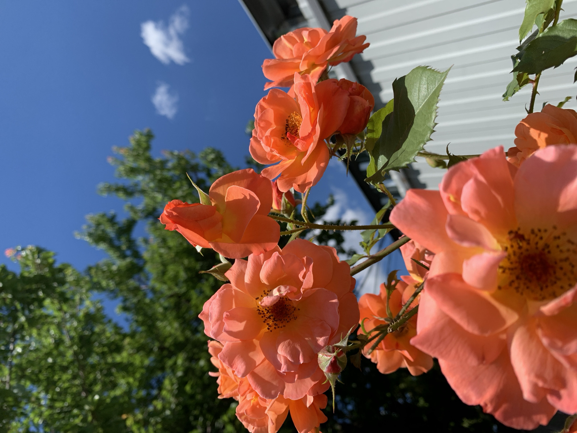 A close-up, low-angle, eye-level shot captures a cluster of vibrant orange roses against a bright blue sky. The roses, in various stages of bloom, are the primary subjects, with their delicate petals and intricate centers clearly visible. Some buds are still closed, promising future blossoms. Green foliage and thorny stems provide a natural backdrop, interspersed with a few wispy white clouds in the sky. In the background, a section of a modern, light-colored corrugated metal fence is visible, contrasting with the organic beauty of the flowers. Sunlight casts subtle shadows on the petals, enhancing their texture and form. The overall impression is one of natural beauty and a pleasant outdoor setting.