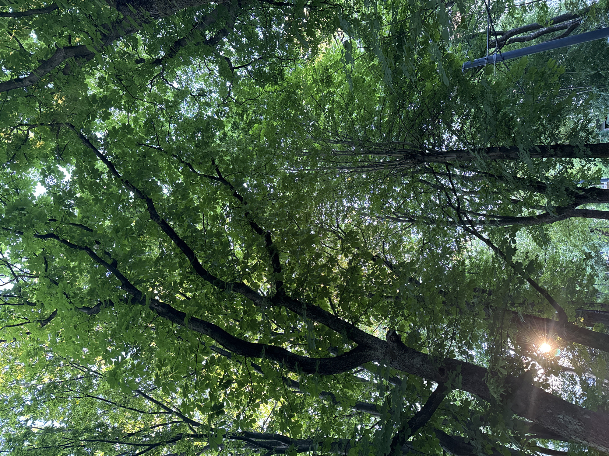 The image shows a view looking up through a dense canopy of green trees in a location within the city of Unknown, Unknown. Sunlight is visible filtering through the leaves, creating a dappled light effect. The trees have thick branches. In the upper-right, a utility pole is visible.