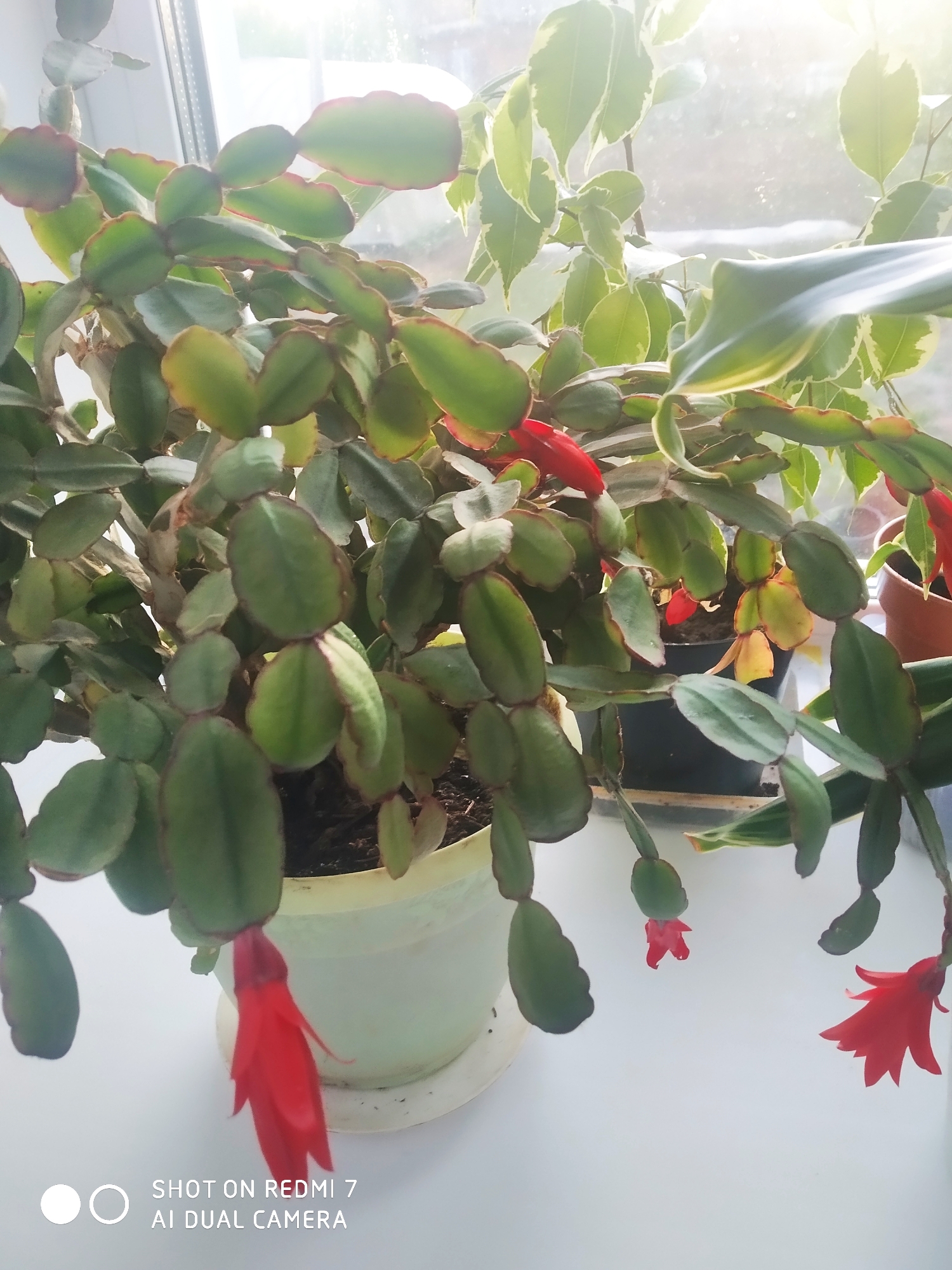 The image shows a Christmas Cactus (Schlumbergera) in bloom, with several vibrant red flowers visible. The plant is in a light-colored pot and sits on a white surface, likely a windowsill. Behind the cactus, other potted plants are visible, including one with variegated leaves. The scene is illuminated by natural light, suggesting a window. The text "SHOT ON REDMI 7 AI DUAL CAMERA" is printed in the bottom left corner of the picture. The location given is Ochansk, Russia, but no specific location details are available in the image. There are no people visible in the frame.