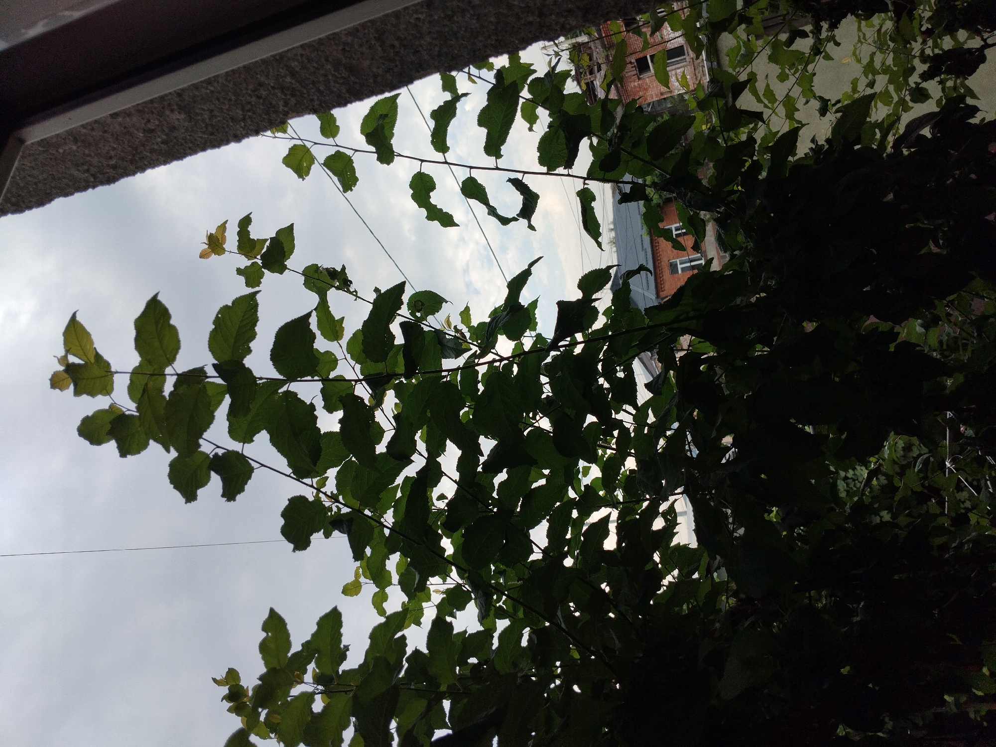 A view of green foliage and building structures is seen under an overcast sky. The foreground is dominated by dark green leaves of trees, some of which are backlit by the diffused light of the sky. In the background, several multi-story brick buildings are visible. The sky is a light gray, indicating cloudy weather. A thin wire stretches across the sky in the upper part of the image. The scene appears to be an outdoor view from a window or balcony in the city of Akhaltsikhe, Georgia.