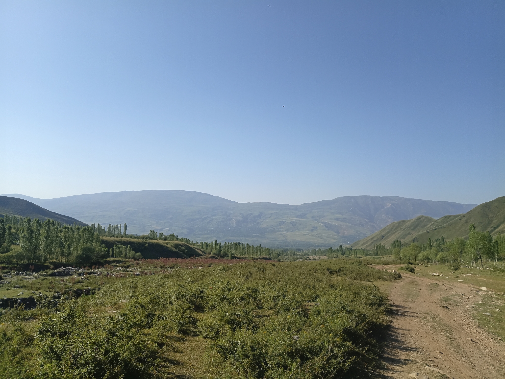 The image shows a vast, natural landscape with rolling hills and mountains under a clear blue sky. In the foreground, a dirt road winds through overgrown green vegetation, with some rocky areas visible. A line of tall, slender trees runs along the middle ground, separating the foreground from a valley dotted with more trees and some structures in the distance. The overall scene suggests a rural or undeveloped area, possibly in a mountainous region.