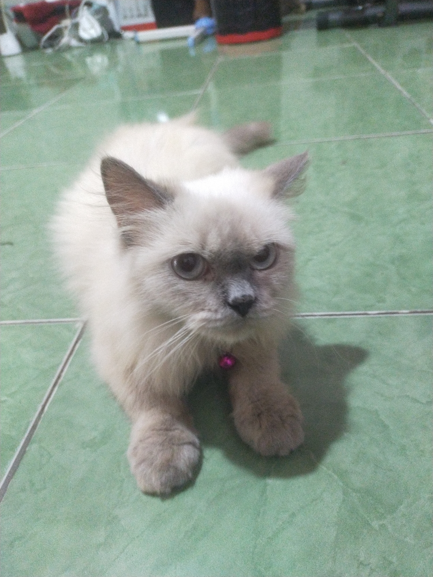 A light-colored cat with dark points on its ears and face is lying on a green tiled floor. The cat has blue eyes and is wearing a pink collar. In the background, there are some blurred objects, including what appears to be a red object and some white bags. The scene is indoors, likely in a home. Based on the image alone, it is not possible to determine the specific location in Bantul, Indonesia.