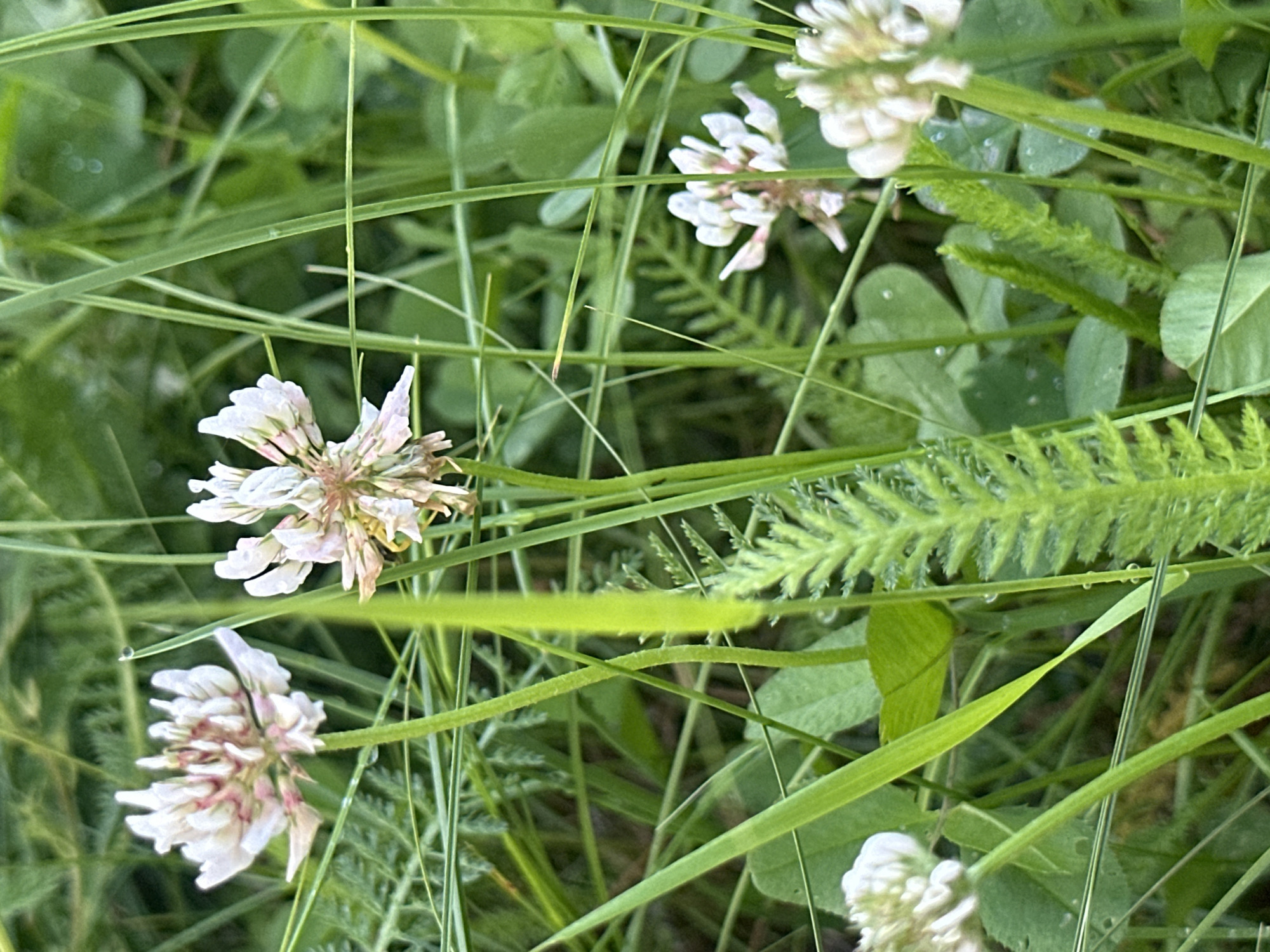 The image is a close-up, eye-level shot of a cluster of white clover flowers growing in a grassy area. The clover heads are detailed, showing their intricate structure with small, tubular petals, some tinged with pink. The surrounding environment is lush green grass, with some blades appearing damp, suggesting dew or recent rain. One prominent frond of what appears to be yarrow is visible in the foreground, its feathery leaves contrasting with the broader clover leaves. The lighting is soft and diffused, typical of natural daylight, and the depth of field is shallow, with the foreground flowers in sharp focus and the background elements blurred. There are no people or animals visible in the image. The scene is one of natural flora, likely in a park or meadow.
