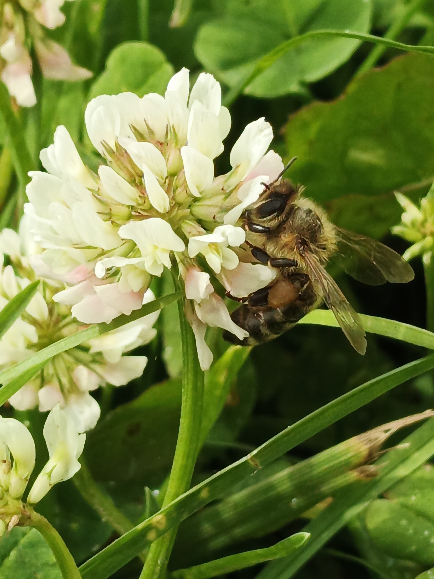 A close-up, eye-level, macro photograph shows a honey bee actively collecting nectar from a cluster of white clover flowers. The bee is positioned on the right side of the frame, its body angled towards the flowers. Its wings are partially extended, and its proboscis is inserted into one of the blossoms. The bee's abdomen displays distinct banding. The clover flowers are predominantly white with hints of pink at their bases, and they are surrounded by lush green grass and foliage. The overall lighting suggests it is daytime, with the focus sharp on the bee and flowers, and a softer blur in the background. The scene is located in Medvedyovka, Russia, amidst a natural outdoor environment.