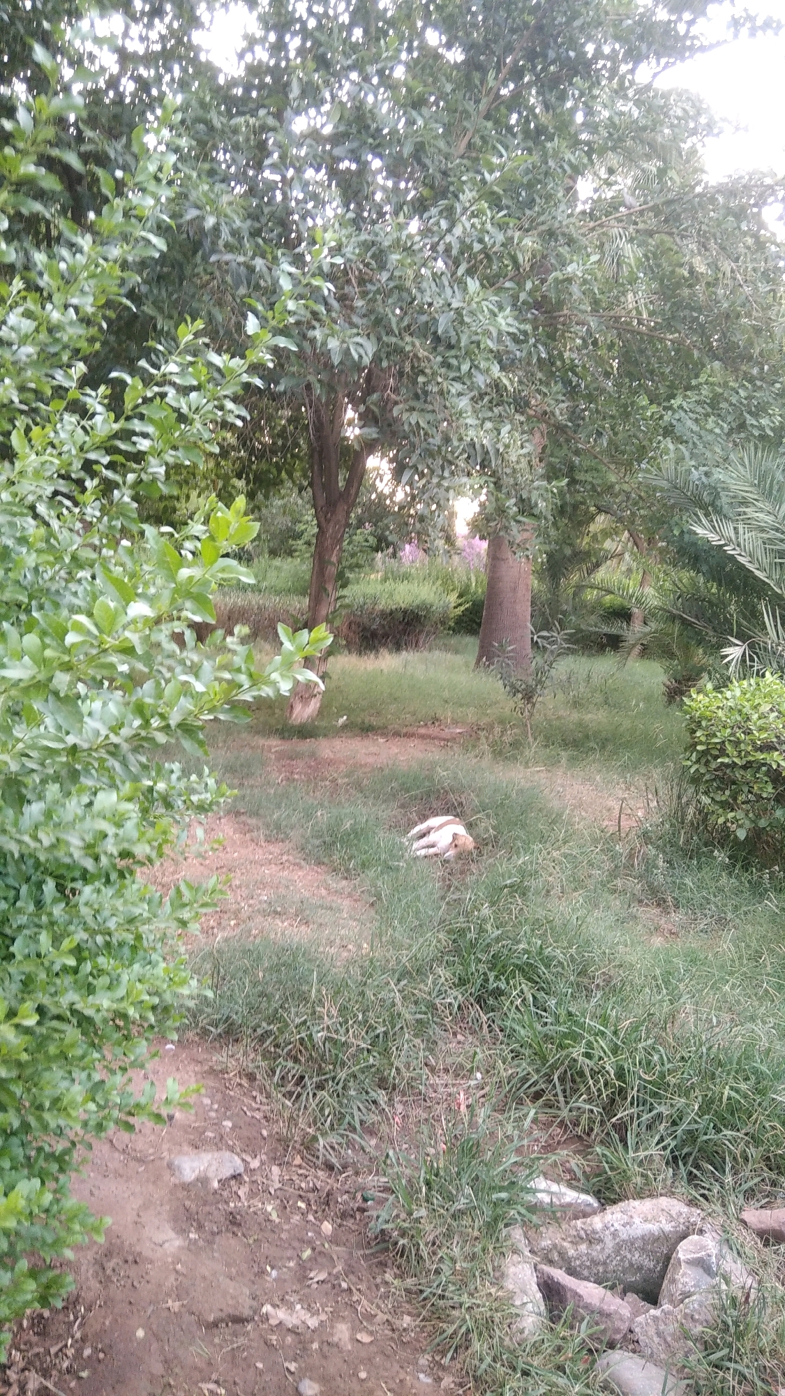 In Marrakesh, Morocco, a dog with white and tan markings lies on its side in the grass, appearing to be sleeping or resting. The dog is positioned in a grassy area with scattered rocks and dirt. The background of the image features a lush park-like setting with various trees, including a tall, thick-trunked tree, and dense green foliage. The lighting suggests it is either early morning or late afternoon. The area seems to be a public park or garden.