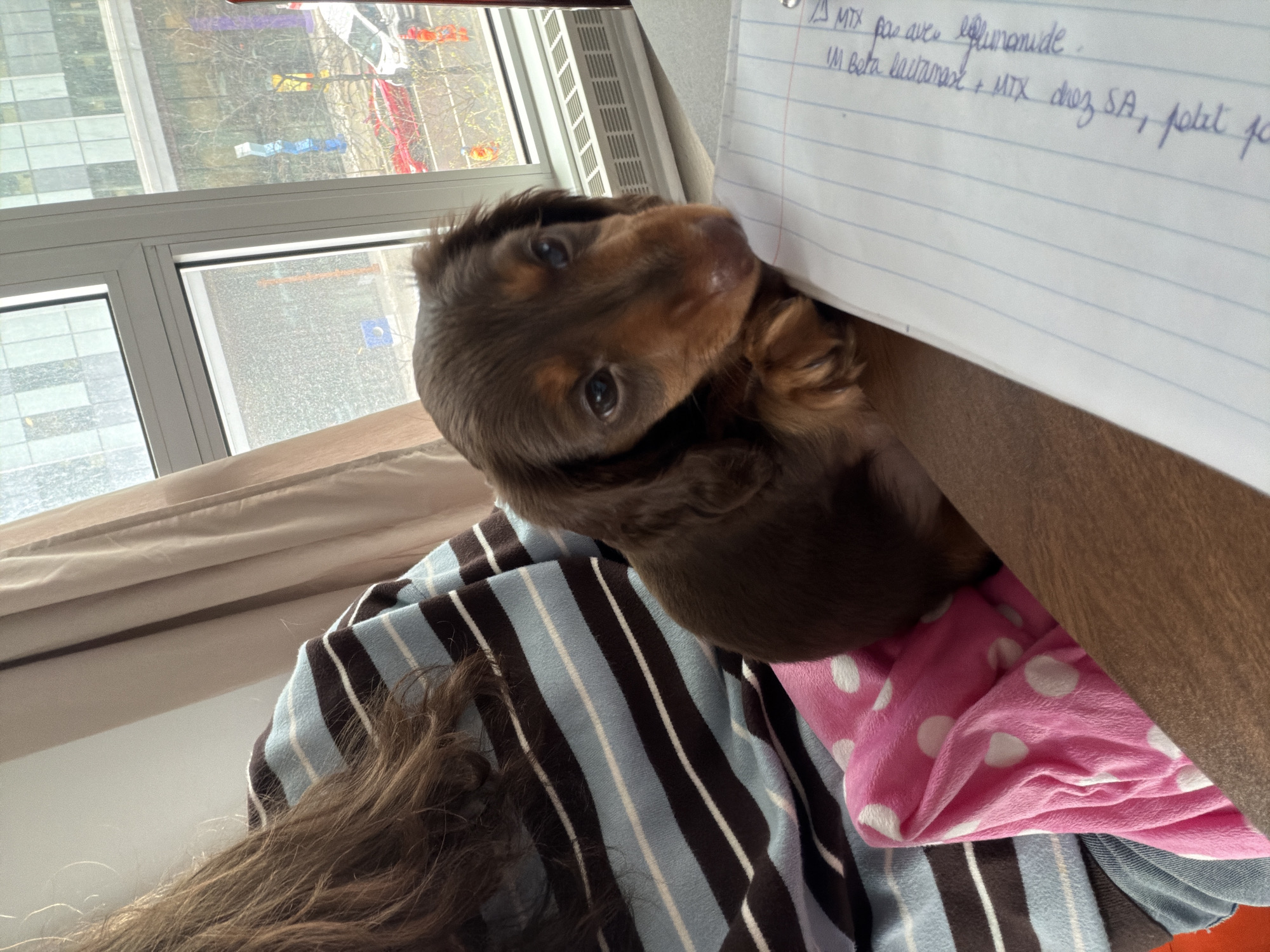 Here is a concise description of the image:
A brown dachshund puppy rests on a person's lap, near a piece of paper with handwritten notes. The person wears a striped blue and brown shirt with brown hair visible. A pink blanket with white polka dots is nearby. In the background, a window reveals a cityscape, potentially within Montreal, Canada.