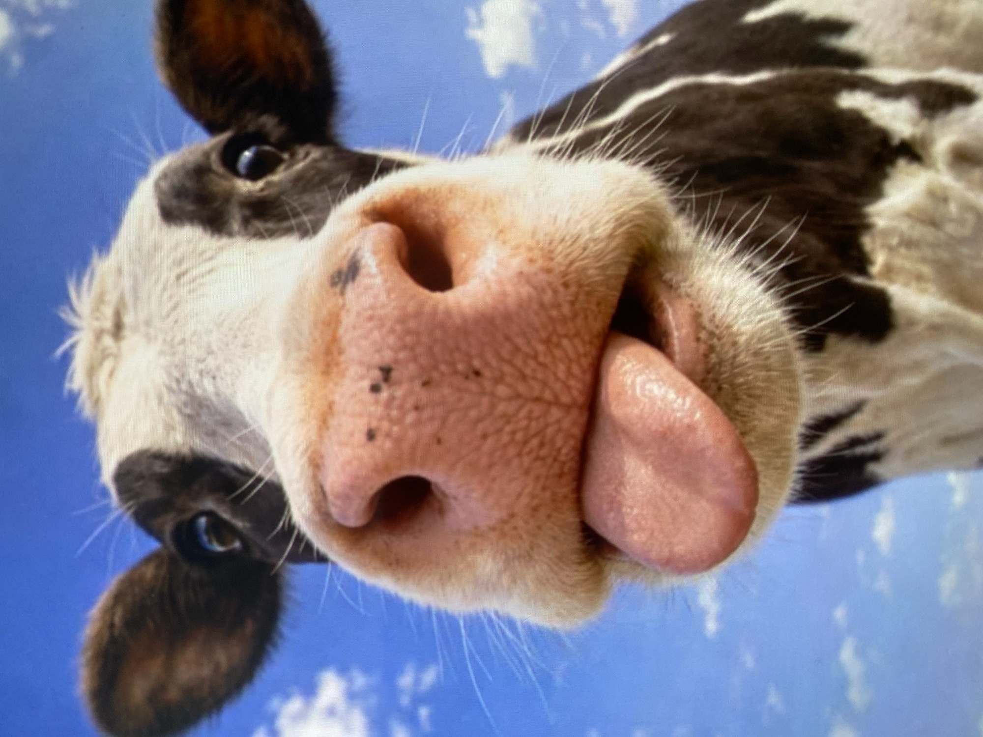 An extreme close-up, low-angle shot captures a Holstein cow's face with its tongue hanging out, set against a bright blue sky with scattered white clouds. The cow's black and white markings are prominent, particularly on its fur and ears. Its large, pink nostrils are visible, with a few dark speckles on the snout. The cow's large, wet tongue is extended, occupying a significant portion of the lower frame. The image is taken outdoors. There are no people or signs of urban environments. The location is Unknown, Unknown.