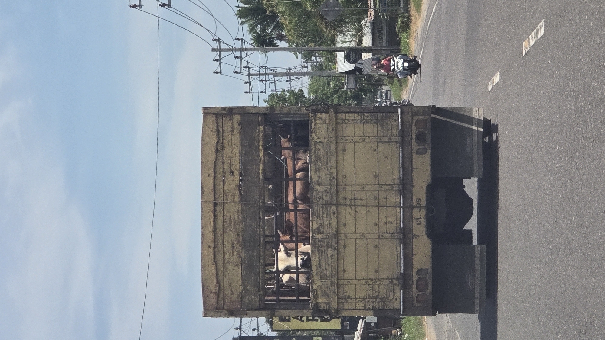 An eye-level, outdoor shot depicts the back of a yellow truck driving on an asphalt road, presumably in Payameuneng, Indonesia. The truck is carrying several cows in the back. A person is riding a motorbike on the road in the same direction. Overhead power lines and palm trees are visible. The sky is blue.