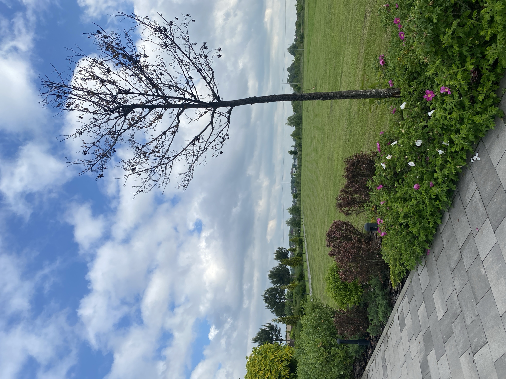 The image depicts a pathway made of gray paving stones leading through a landscaped area in Rozhny, Ukraine. To the right of the path, lush green bushes and flowering plants, some with pink and white blossoms, are visible. A slender, bare tree with dark branches stands in the middle ground. Beyond the vegetation, a vast expanse of mowed green grass stretches towards a row of coniferous trees. In the distance, several houses and power lines can be seen, set against a backdrop of a sky filled with scattered white clouds. The scene appears to be an outdoor setting, likely a park or residential area, under an overcast sky.