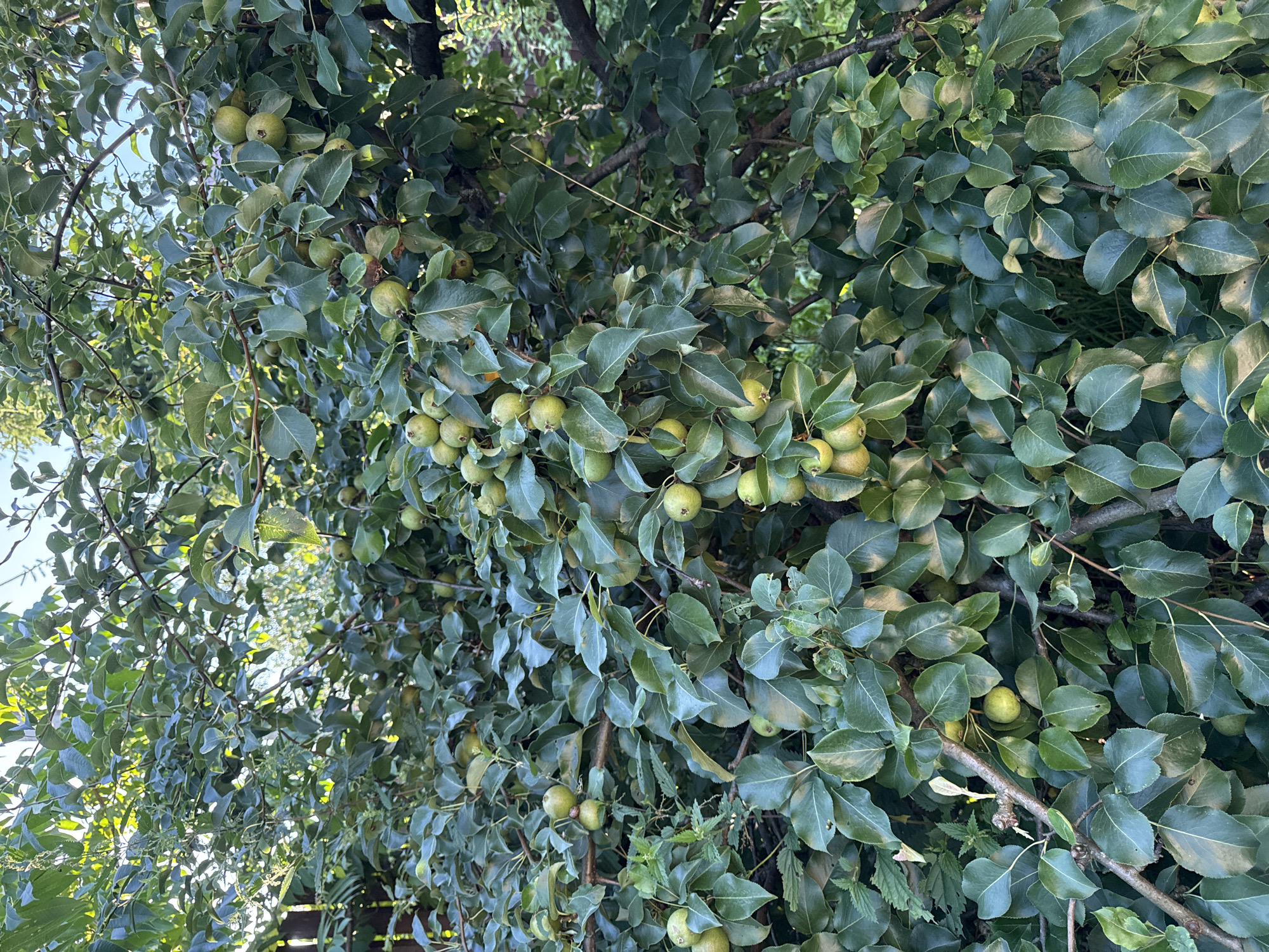 A close-up, low-angle, outdoor shot captures a dense pear tree laden with ripening fruit in Russko-Vysotskoe, Russia. The sunlight filters through the lush green foliage, highlighting the oblong, light green pears. The branches are thick and woody, with numerous leaves partially obscuring the fruit. The background is a blur of greenery, suggesting a natural or garden setting. The scene is static and devoid of human presence.
