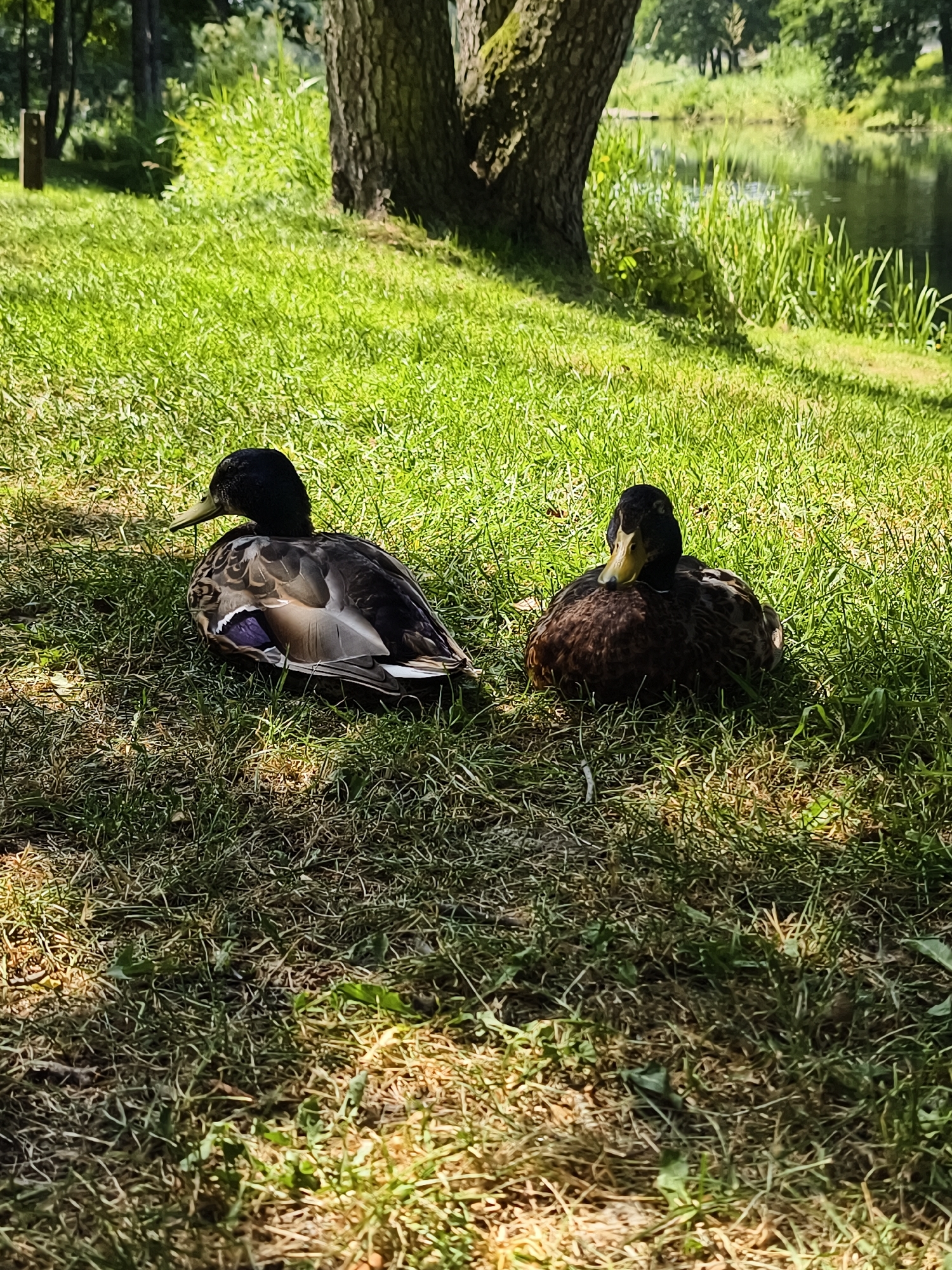 Two mallard ducks rest on a grassy area near a body of water, likely a pond or a slow-moving river, in Mjölby, Sweden. The duck on the left is mostly dark brown with iridescent green on its head and neck, and shows some purple and white on its wings. The duck on the right is predominantly brown with some darker speckling. Both ducks are facing away from the viewer to some extent, with the left duck's head turned to the left, and the right duck's head facing forward. They are positioned under the dappled shade of a mature tree, whose trunk is visible on the left side of the frame. The background consists of lush green grass, foliage, and the water reflecting the sky. The lighting suggests it is daytime, with sunlight filtering through the tree leaves. The image is taken from a slightly elevated perspective, looking down on the ducks.