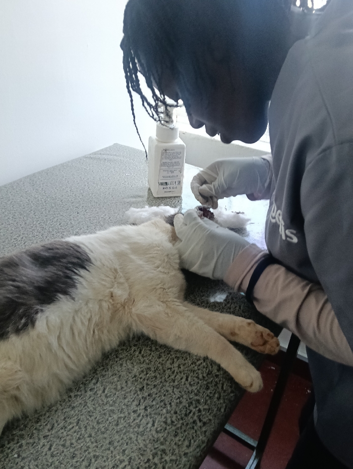 The image captures a veterinary medical procedure in progress within a clinic setting in Nairobi, Kenya. A person, with dark skin and dreadlocks, wearing a grey uniform top over light-colored undersleeves, is partially visible on the right side of the frame, leaning over an examination table. The individual is wearing white disposable medical gloves on both hands and is actively attending to a domestic cat.
The cat, primarily white with a prominent dark grey patch on its back, is lying on its left side on a grey, speckled examination surface. Its head is out of frame. The person's gloved hands are focused on the cat's posterior region. The left hand holds white cotton wool or gauze, visibly stained with reddish fluid, consistent with blood or tissue. The right hand appears to be manipulating the same area on the cat.
On the examination table, behind the cat's midsection, stands a white plastic bottle with a white pump or dispenser top, bearing a partially visible label with text and a barcode, consistent with a medical solution or disinfectant. The background is a plain white wall. The visible paws of the cat show some brown discoloration or dirt. The specific location of this clinic within Nairobi cannot be determined from the image.
