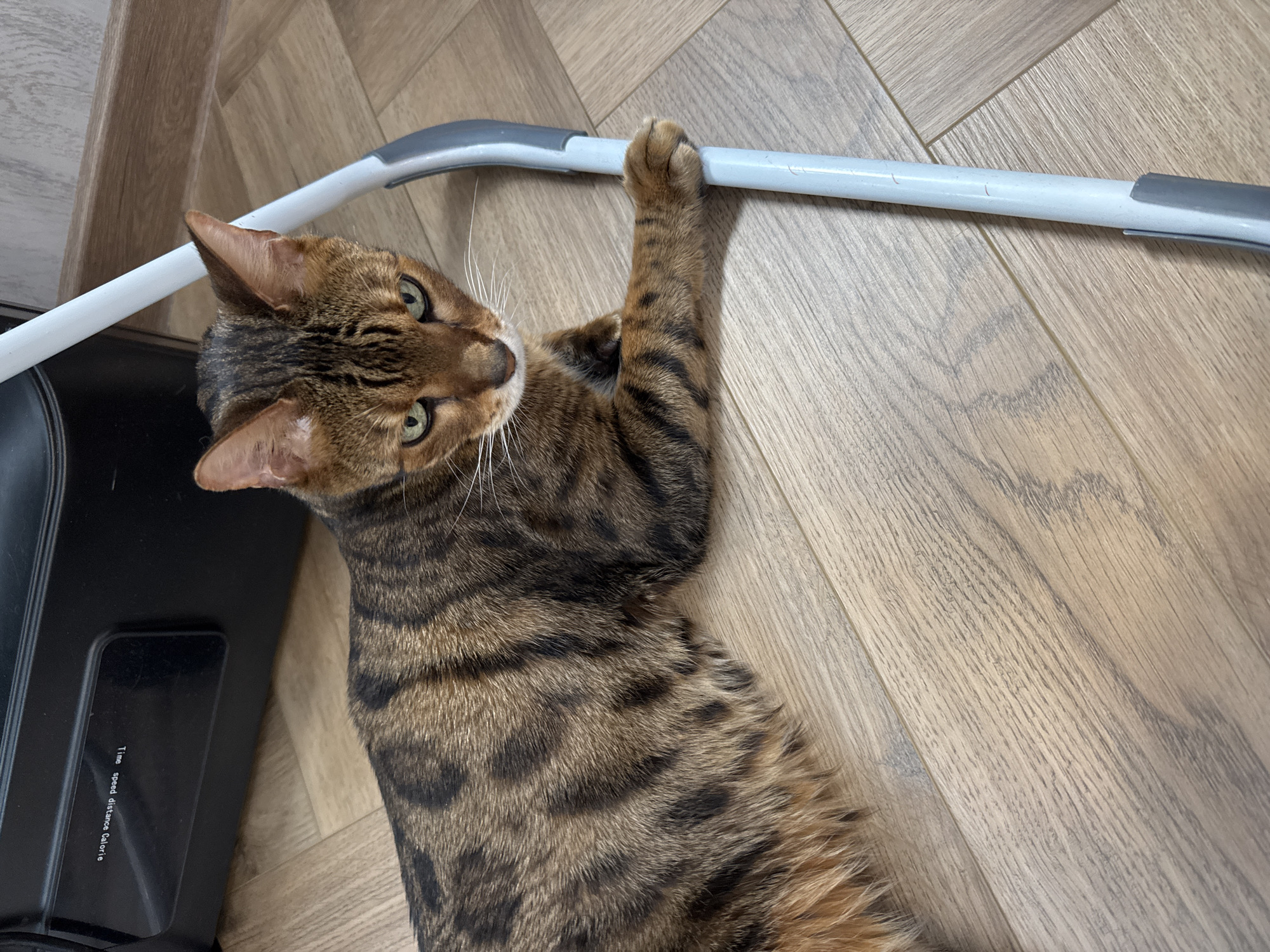 A bengal cat with spotted fur is lying on a light brown wooden floor. The cat is facing to the right with its head slightly turned towards the camera. It has green eyes and white whiskers. A light gray and white metal bar is positioned vertically to the right of the cat, with the cat's front paw resting on it. In the background, there is a black object with white text that reads "Time speed distance Calorie" in reverse. The overall environment appears to be indoors, possibly a home.