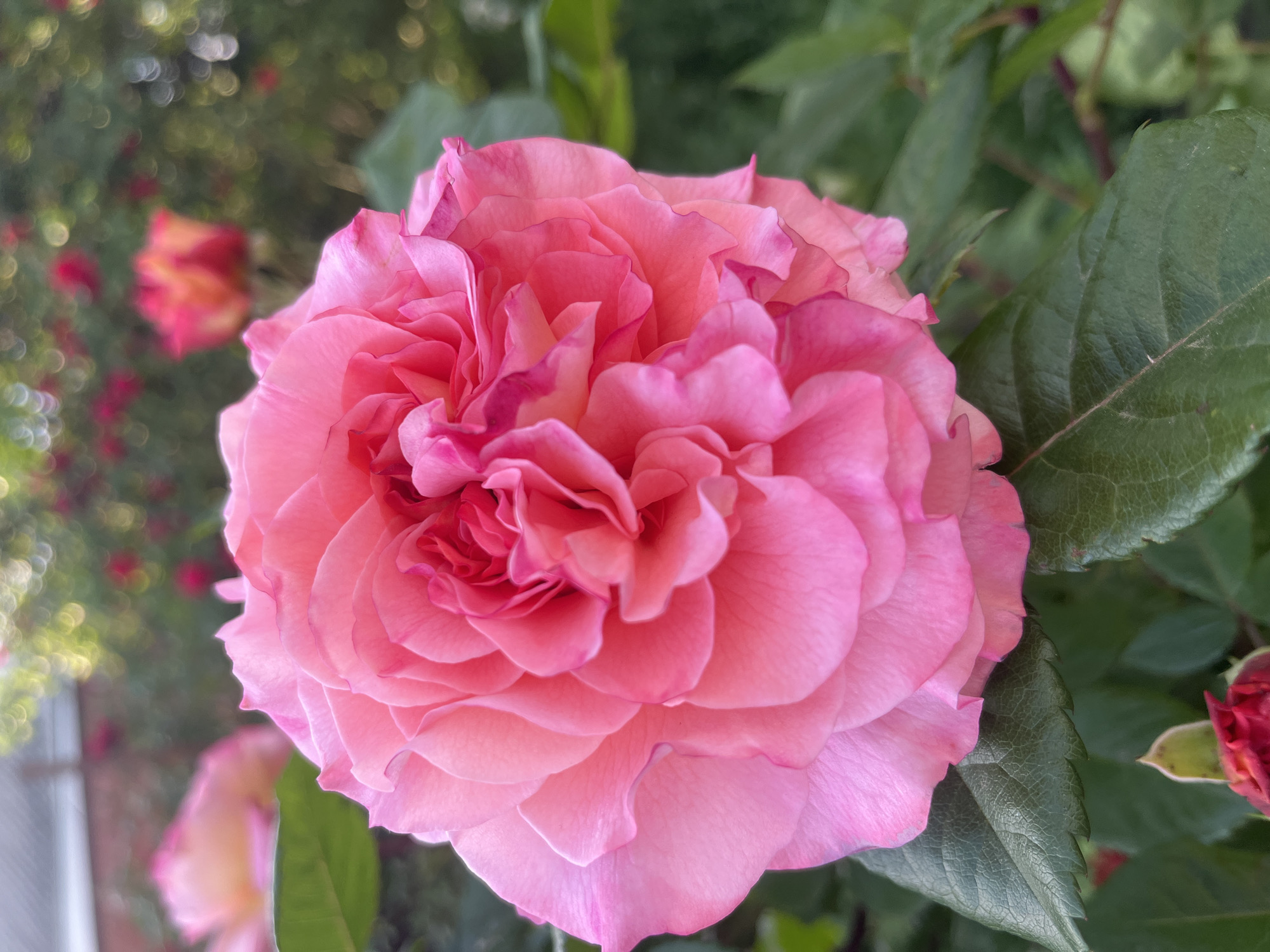 A close-up, high-angle shot shows a fully bloomed pink rose with numerous layers of petals. The rose is positioned centrally in the frame, dominating the view. The petals vary in shade from a light blush to deeper pink hues. Behind the rose are out-of-focus green leaves and stems, suggesting an outdoor setting with other rose bushes. In the background, some out-of-focus red and orange blossoms are visible. The lighting is soft, which enhances the texture of the petals.
The rose looks like a hybrid tea rose.
There is no indication of the location of the photo as being in Krasnodar, Russia.