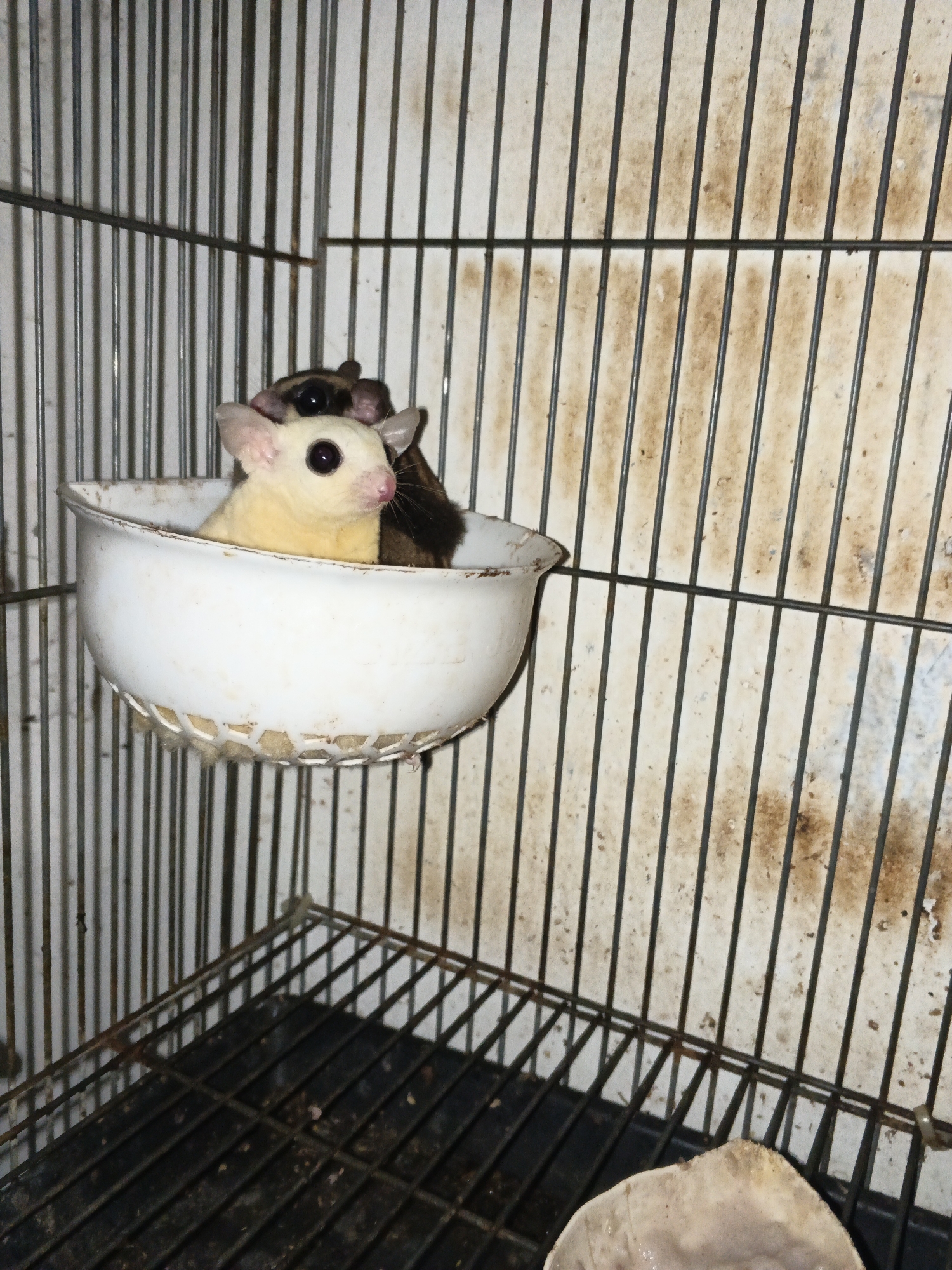Two sugar gliders are in a white bowl inside a cage. One sugar glider, lighter in color with pink ears and large dark eyes, is facing left. Behind it, a darker sugar glider is partially visible, with its head and back showing. The cage bars are made of metal and appear to be dirty. The bottom of the cage has a dark floor with a grate on top. A piece of light-colored material, possibly food or bedding, is visible in the lower right corner of the cage. The overall environment suggests an indoor setting, likely a home, in Cikande, Indonesia.