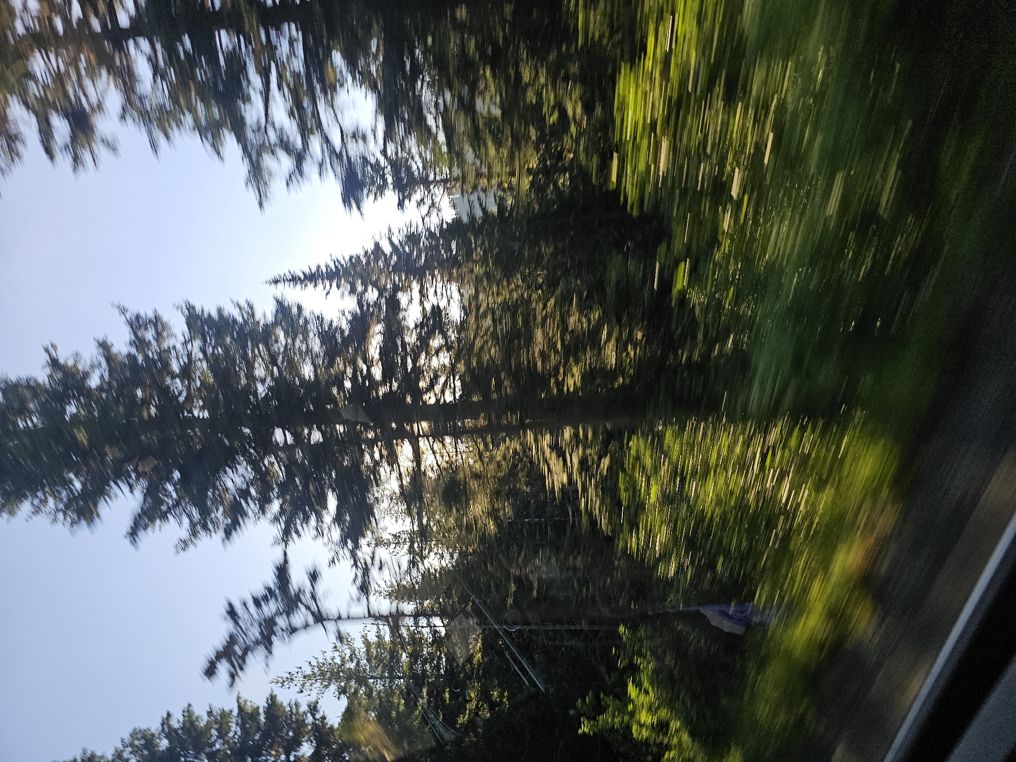 The image shows a view of a forest with tall evergreen trees, likely pine or fir, from the perspective of a moving vehicle. The motion blur indicates the speed at which the photo was taken, streaking the greenery and the tree trunks into abstract lines of color. Sunlight filters through the trees, casting dappled light on the forest floor and creating bright streaks of yellow and green. The sky above is a clear, pale blue. The foreground shows a dark, possibly asphalt or road surface, with a lighter stripe running along its edge. The trees are dense and appear to be growing on a hillside. The scene is consistent with a drive through a wooded area in or around Packwood, Washington, known for its proximity to Mount Rainier National Park and its extensive evergreen forests. There are no people or identifiable man-made structures visible besides the implied road.