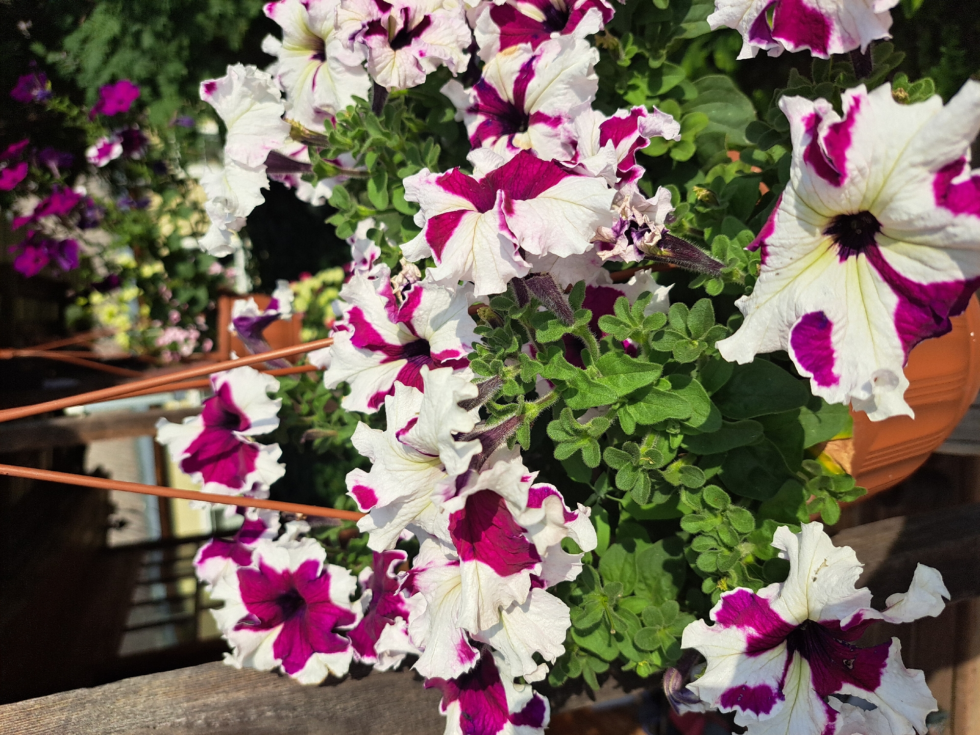 In Chernetsk, Russia, a close-up shot focuses on a hanging planter filled with vibrant petunias. The flowers are predominantly white with deep magenta or purple streaks radiating from their centers. The planter itself appears to be made of orange plastic. The background is blurred, showing hints of other flowers, greenery, and the rough texture of wooden structures, suggesting an outdoor setting possibly in a garden or on a porch. The lighting suggests it is daytime, with shadows indicating the sun's position.