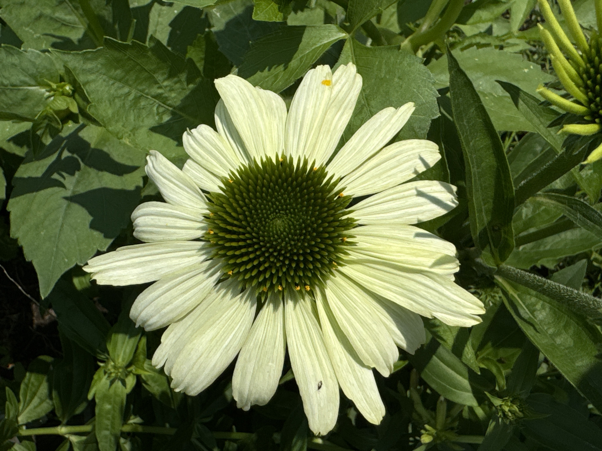 The image shows a close-up of a pale yellow coneflower with a dark green, spiky center. The flower is in full bloom, with numerous ray florets radiating outwards. The background is filled with lush green foliage, suggesting an outdoor setting, likely a garden or park. There are no people or man-made structures visible in the frame. The lighting indicates it is daytime, with sunlight casting shadows on the leaves. There is no discernible information within the image to suggest a specific location in Chernoistochinsk, Russia, or any specific action or interaction.