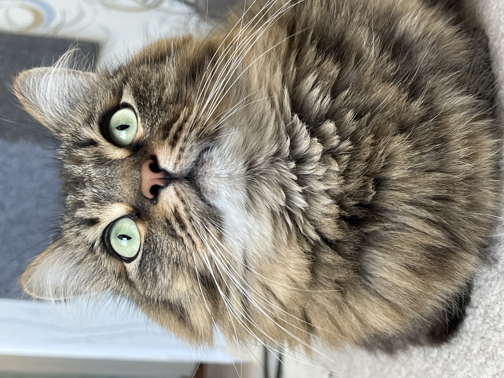 A close-up, slightly rotated shot of a brown tabby cat with long fur and striking green eyes. The cat is looking upwards towards the camera. The image includes the cat's face, including its pink nose, long white whiskers, and detailed fur patterns. The background is slightly blurred, but it appears to include a gray surface and a beige or white textured surface. There is no evidence to suggest the location is Chaikovsky, Russia.