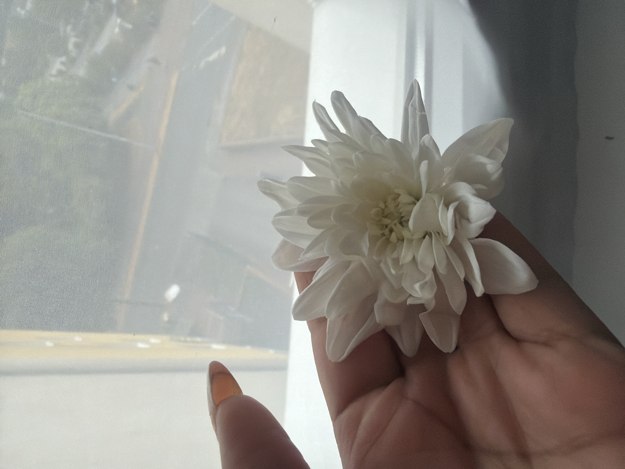 A person's hand is holding a white daisy in front of a window with sheer curtains. The hand, with an orange-painted fingernail on the index finger, is cupped to support the flower. The daisy has many delicate, pointed white petals radiating from a light yellow center. Through the sheer curtains, a blurry outdoor scene is visible, suggesting an urban environment with buildings and trees. The lighting is soft and diffused, indicating it is likely daytime. The image appears to have been taken indoors, near a window. There is no information to determine a specific location within Duisburg, Germany.