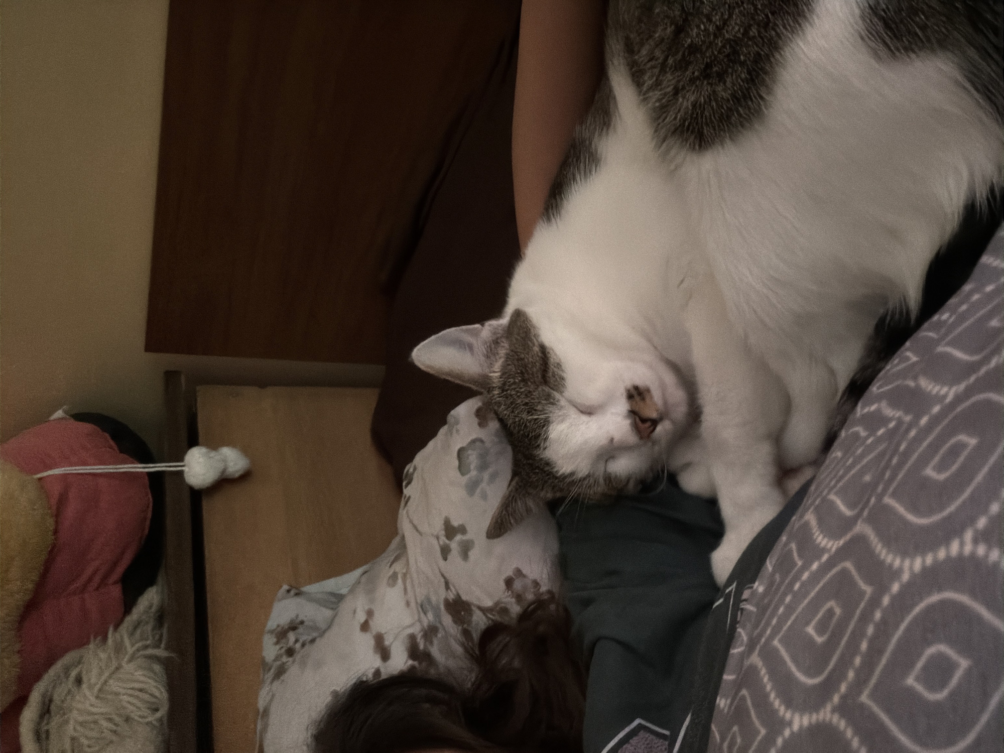 A tabby and white cat is sleeping on a person's chest in a bed. The cat is curled up, with its eyes closed and its paws tucked in. The person's arm is visible, supporting the cat. The background shows a pillow with a floral pattern and a wooden headboard. The scene appears to be indoors, in a bedroom. No specific location in Orehovitsa, Bulgaria, can be determined from the image.