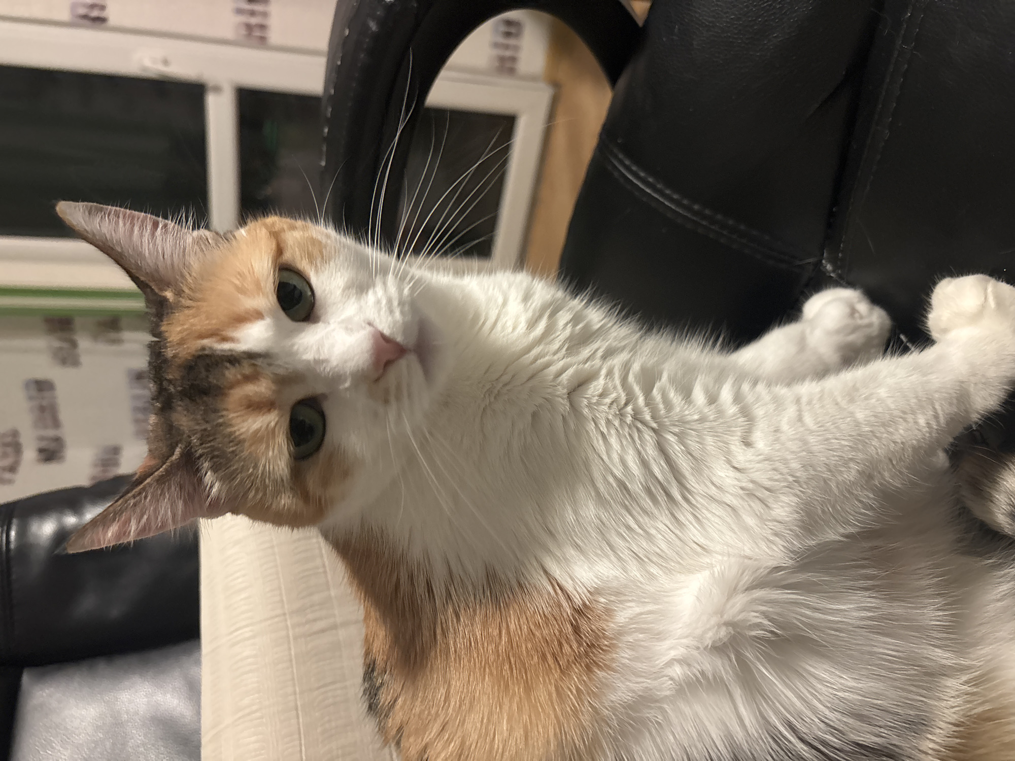 A close-up, slightly rotated, medium shot shows a calico cat with white, orange, and brown markings resting on a black leather chair. The cat gazes directly at the camera with wide, green eyes and a pink nose. Its white paws are visible on the right side of the frame. The background consists of a partially visible window and a wall. There is no evidence to suggest a connection to Veliko Tarnovo, Bulgaria.
