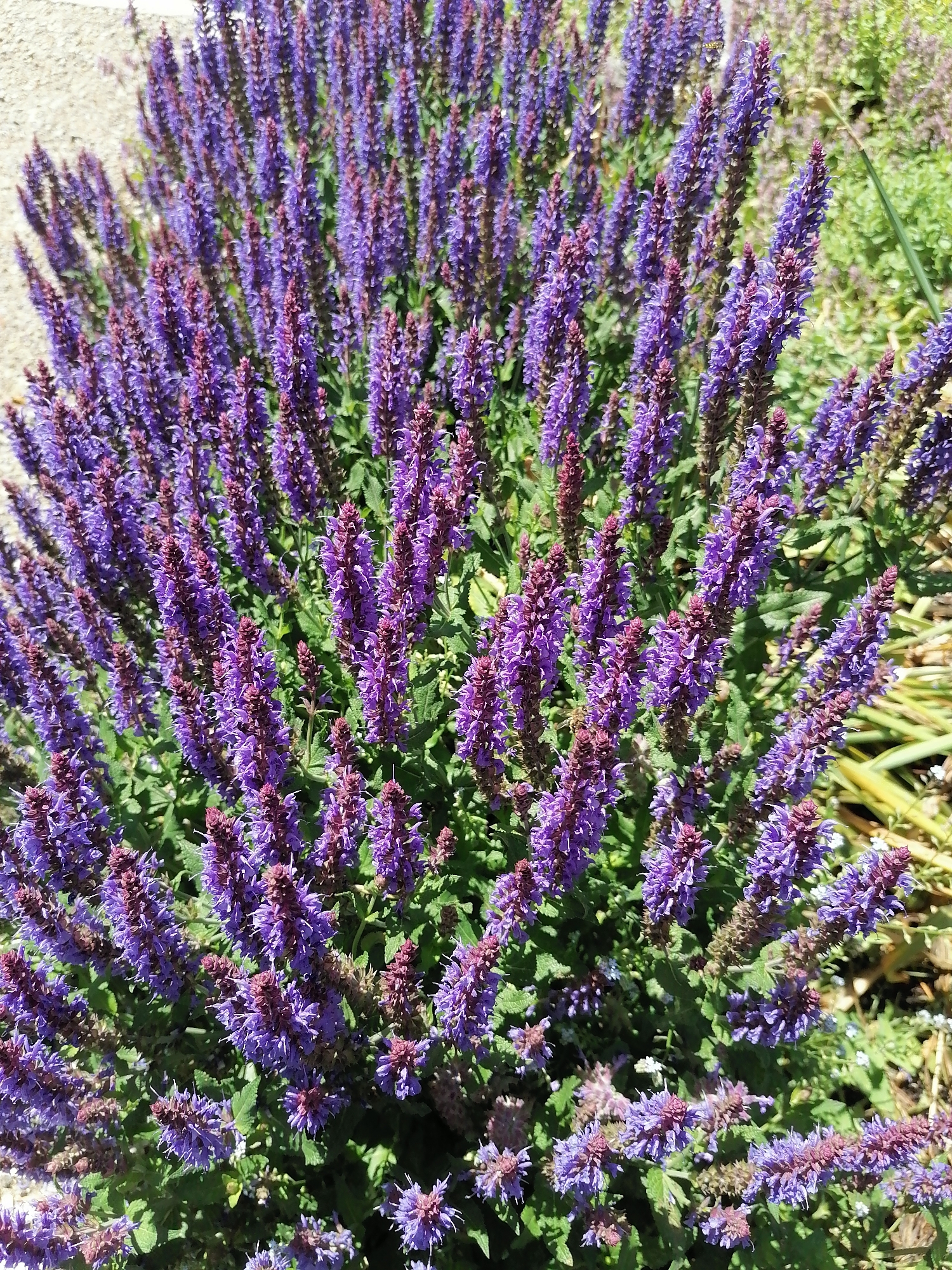 The image shows a close-up view of a dense patch of vibrant purple salvia flowers in full bloom. The flowers are arranged in tall, spiky clusters, with many individual blossoms visible. The green leaves of the plant are lush and form a backdrop to the purple blooms. The background is softly blurred, suggesting an outdoor setting. The top left of the image shows a textured, light-colored surface that could be gravel or pavement, and to the right, hints of other greenery and plants are visible. This scene is located in Rottach-Egern, Germany.