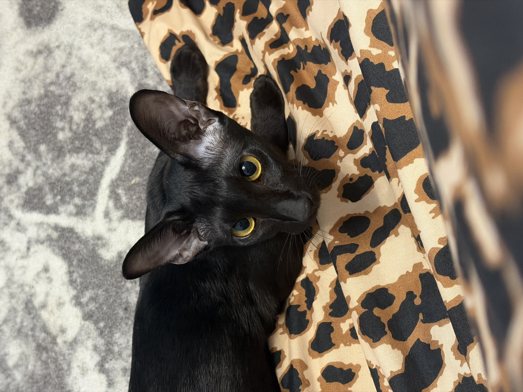 A black Oriental cat with bright yellow eyes is lying on a leopard-print blanket. The cat's ears are large and pointed, and its body is sleek and slender. The blanket is draped over a surface that appears to be a carpet with a grey, abstract pattern. The lighting is soft and natural. The image does not contain any identifiable elements related to the city of Chaikovsky, Russia.