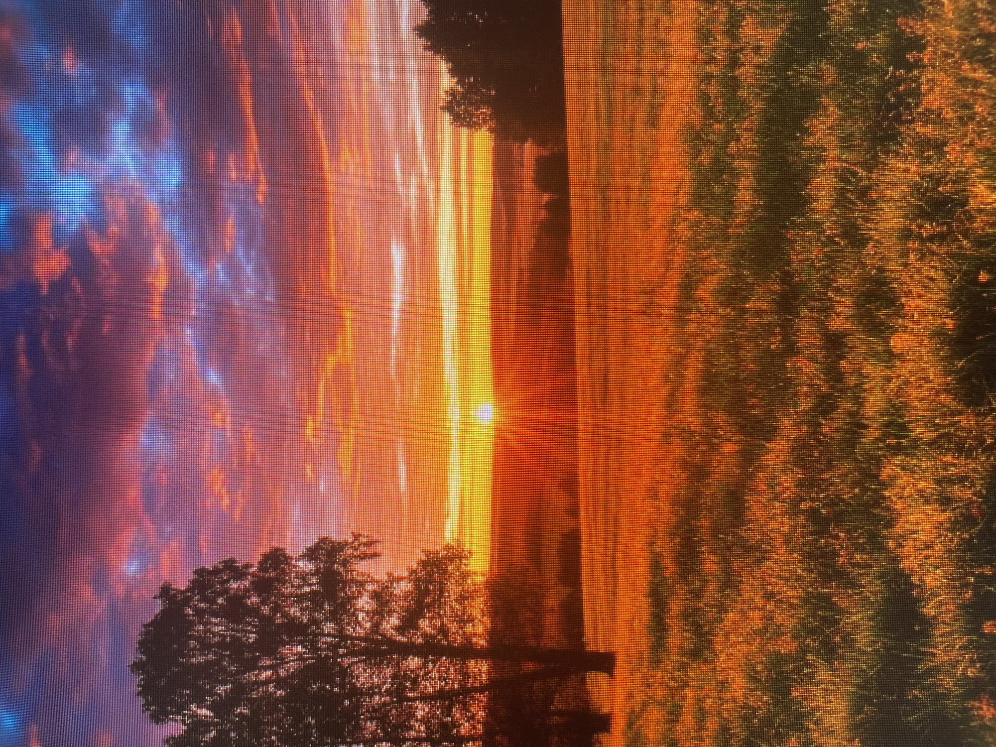 A vibrant sunset paints the sky with hues of orange, red, pink, and blue. Clouds are scattered across the sky, illuminated by the setting sun. In the foreground, a field of tall grass glows with the warm light of the sunset. To the left of the frame, a large tree stands silhouetted against the colorful sky. In the distance, a line of trees forms a dark silhouette against the horizon. The sun is low in the sky, casting long shadows and creating a dramatic, warm atmosphere.